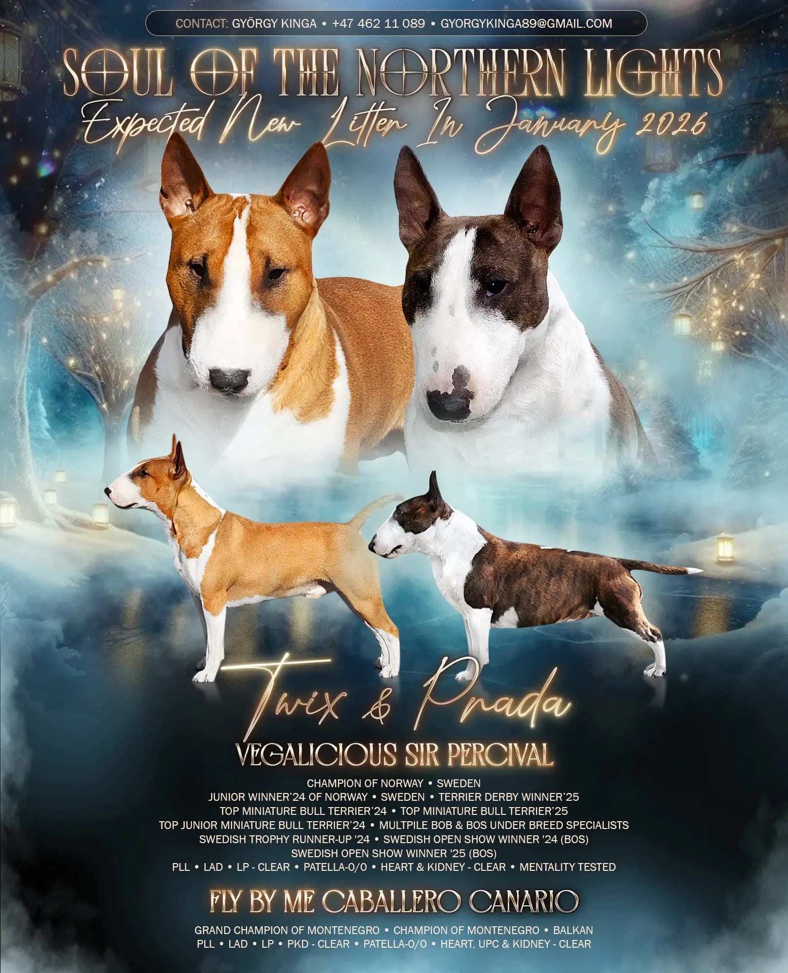 7 Valper - Miniature Bull Terrier