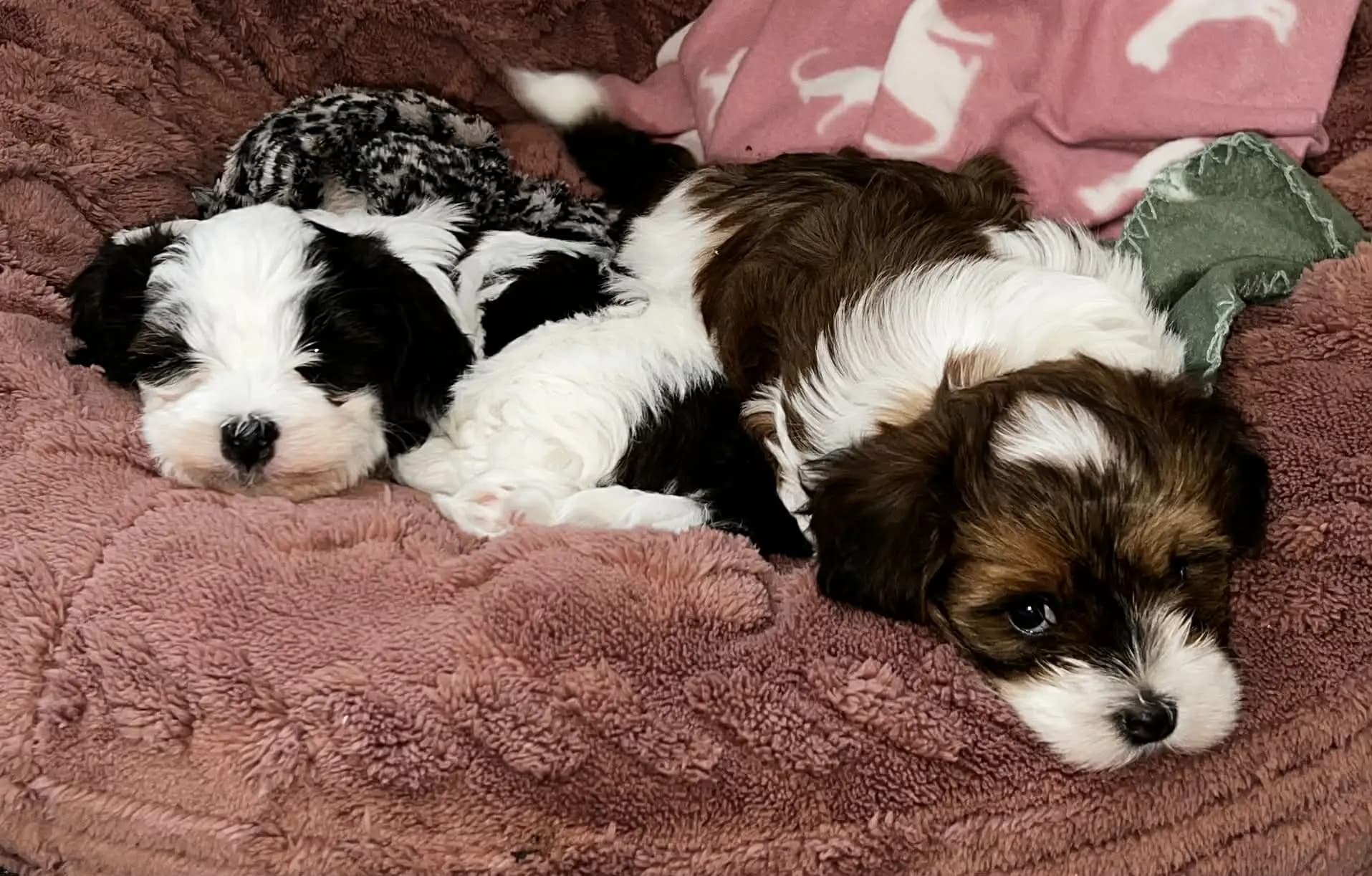 2 Valper - Bichon Havanais