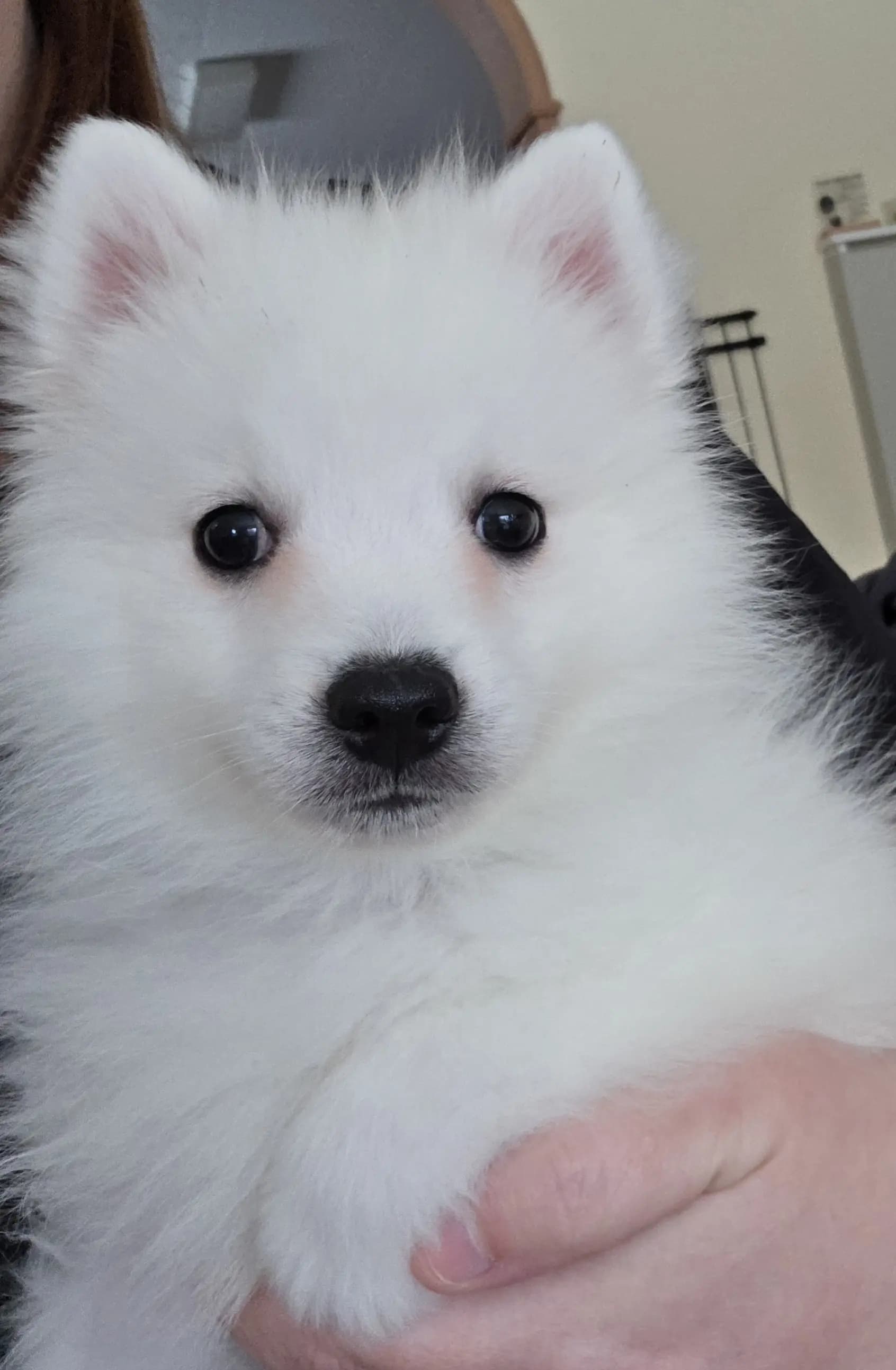 4 Valper - Japansk Spisshund