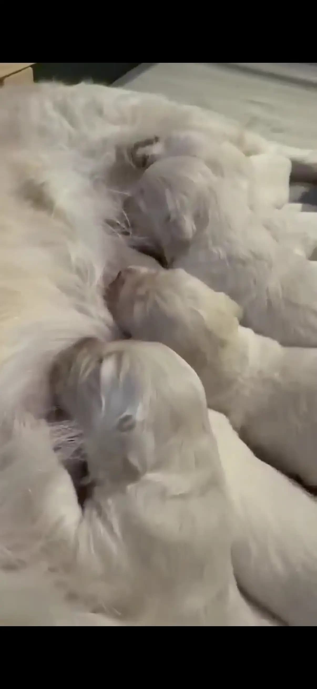 8 Valper - Golden Retriever