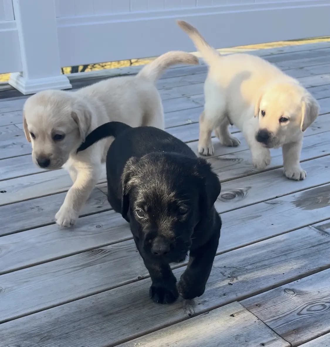 7 Valper - Labrador Retriever