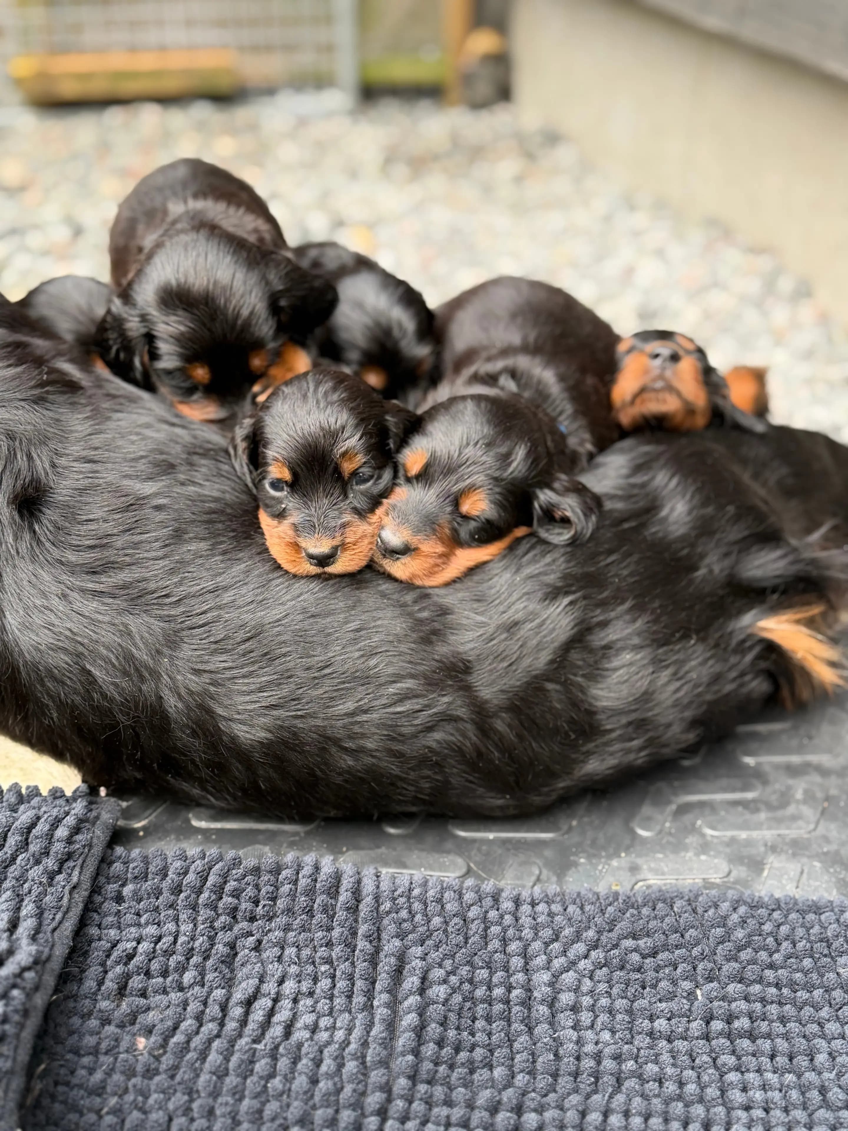 11 Valper - Gordon Setter