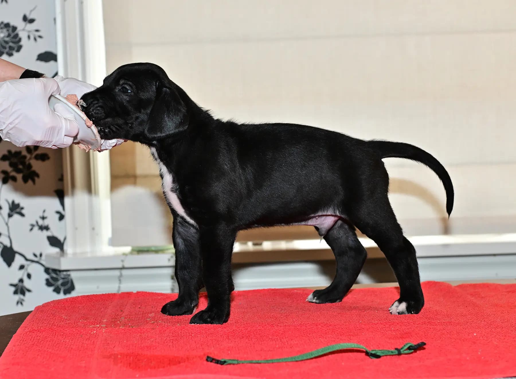 11 Valper - Grand Danois