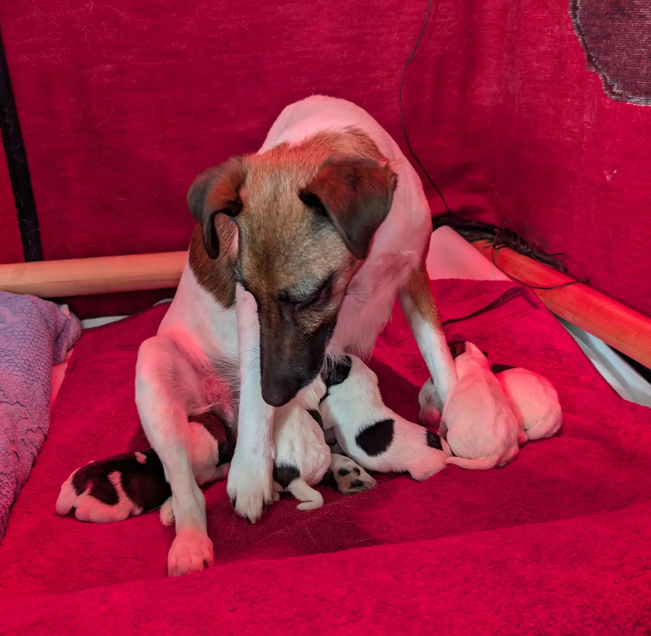 5 Valper - Fox Terrier Glatthåret
