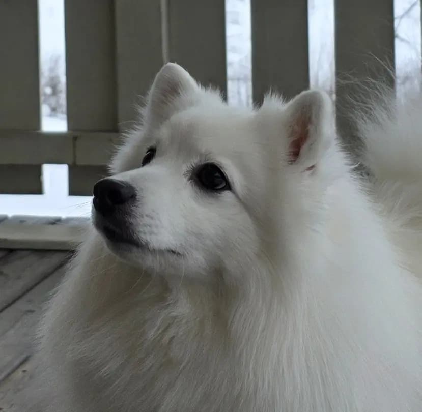 3 Valper - Japansk Spisshund