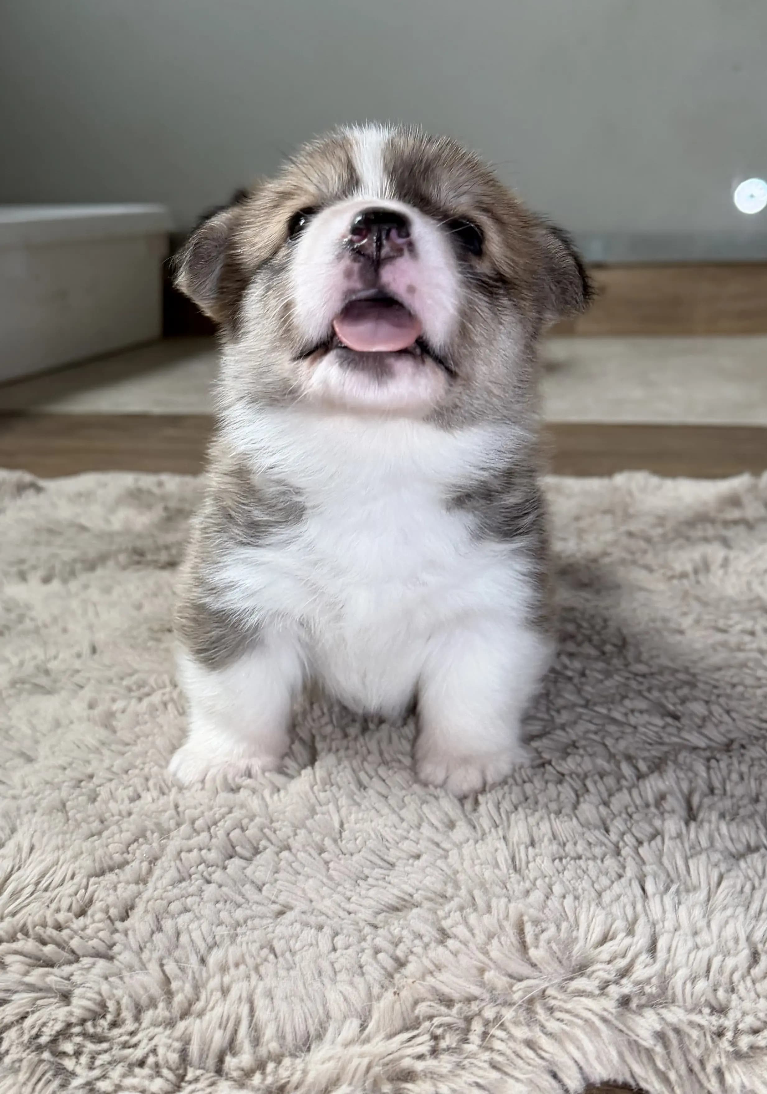 4 Valper - Welsh Corgi Pembroke