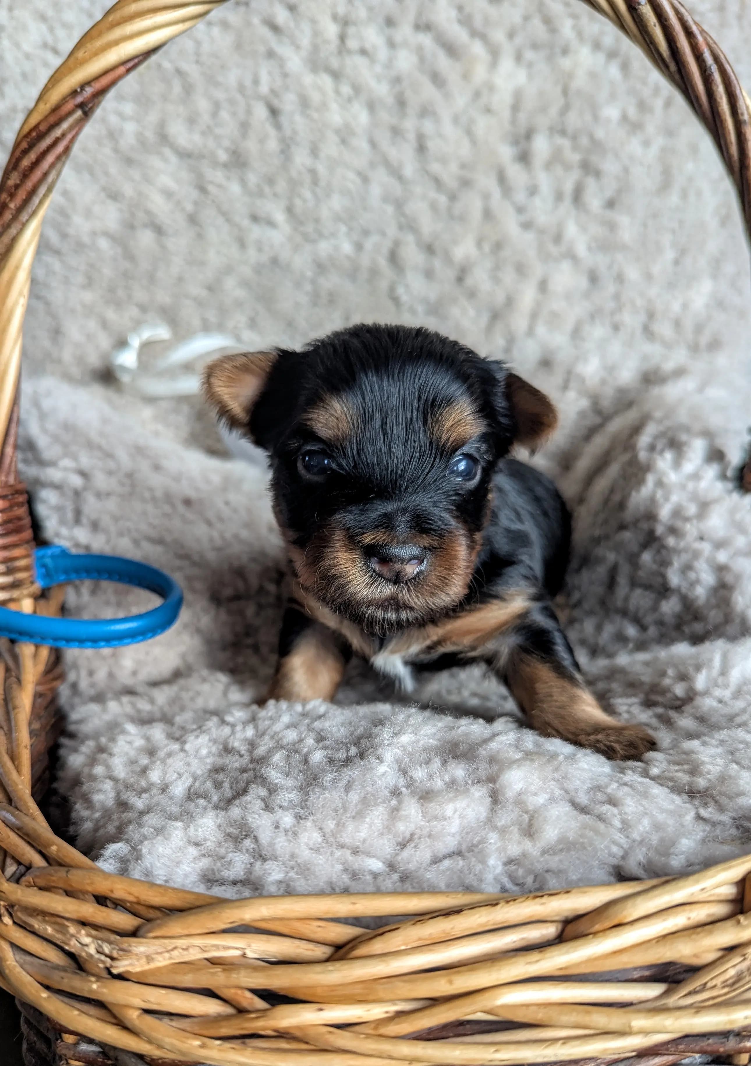 5 Valper - Silky Terrier