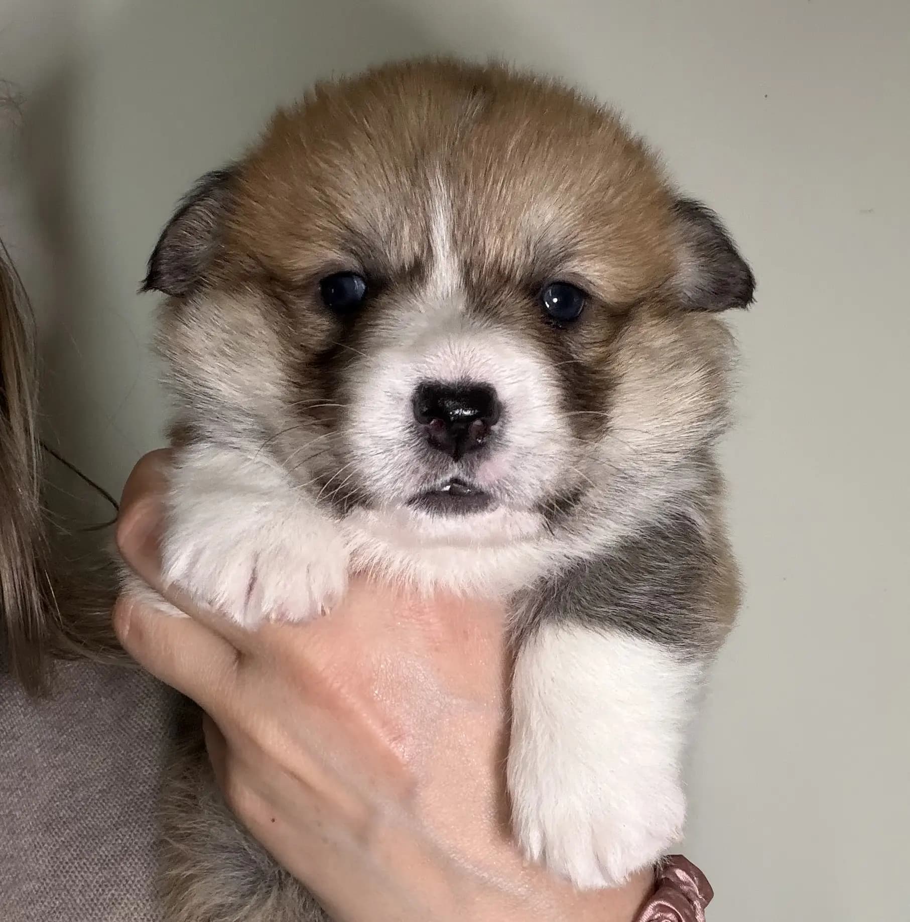 2 Valper - Welsh Corgi Pembroke