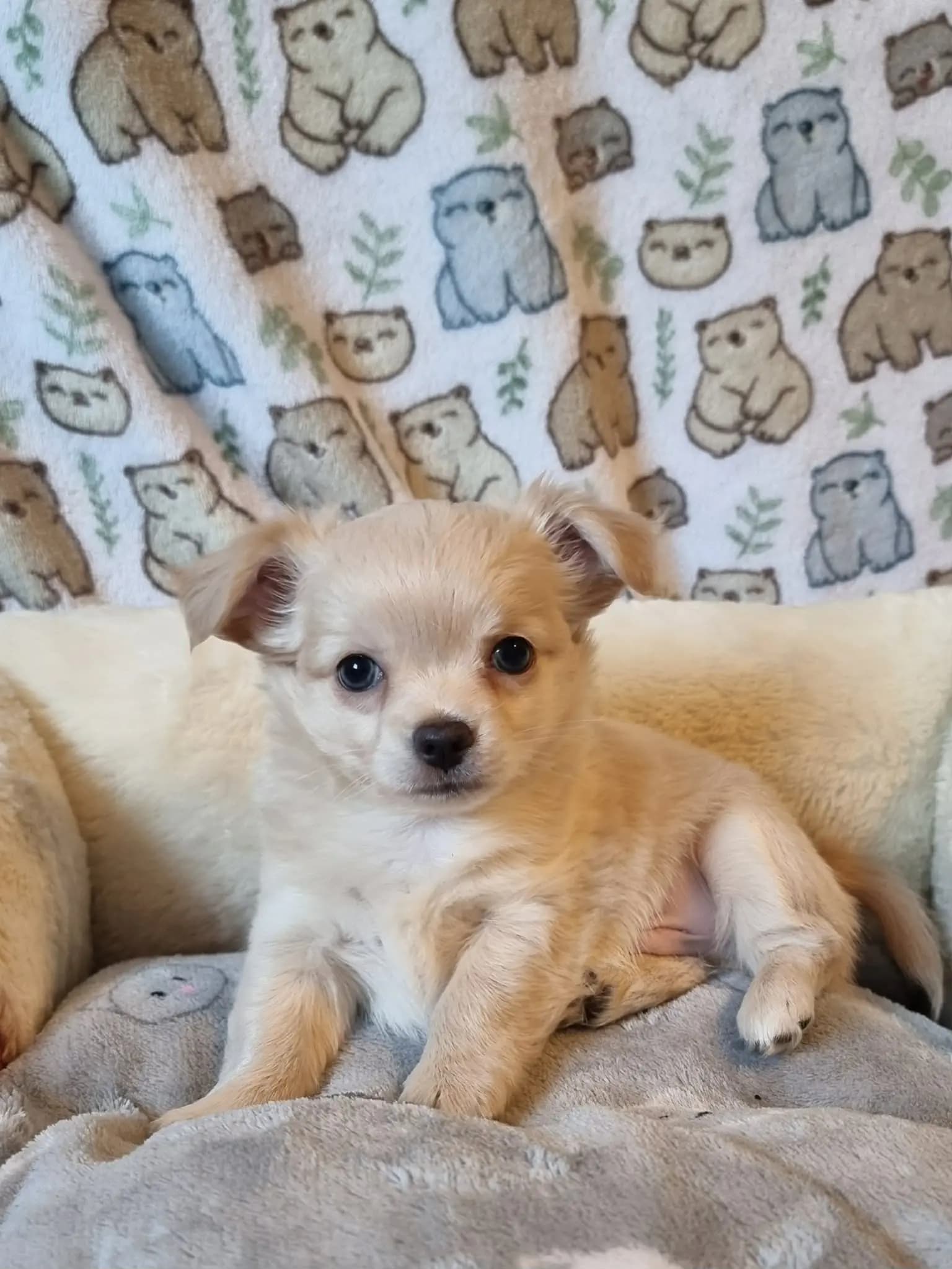 3 Valper - Chihuahua Langhåret