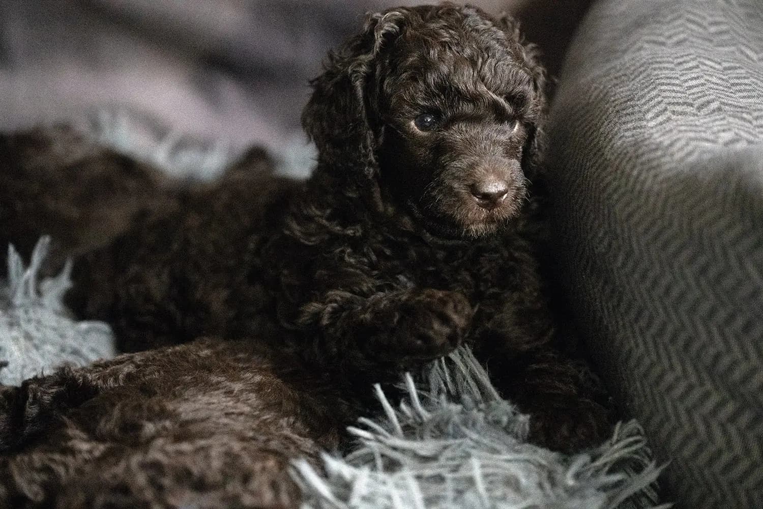 4 Valper - Mellompuddel