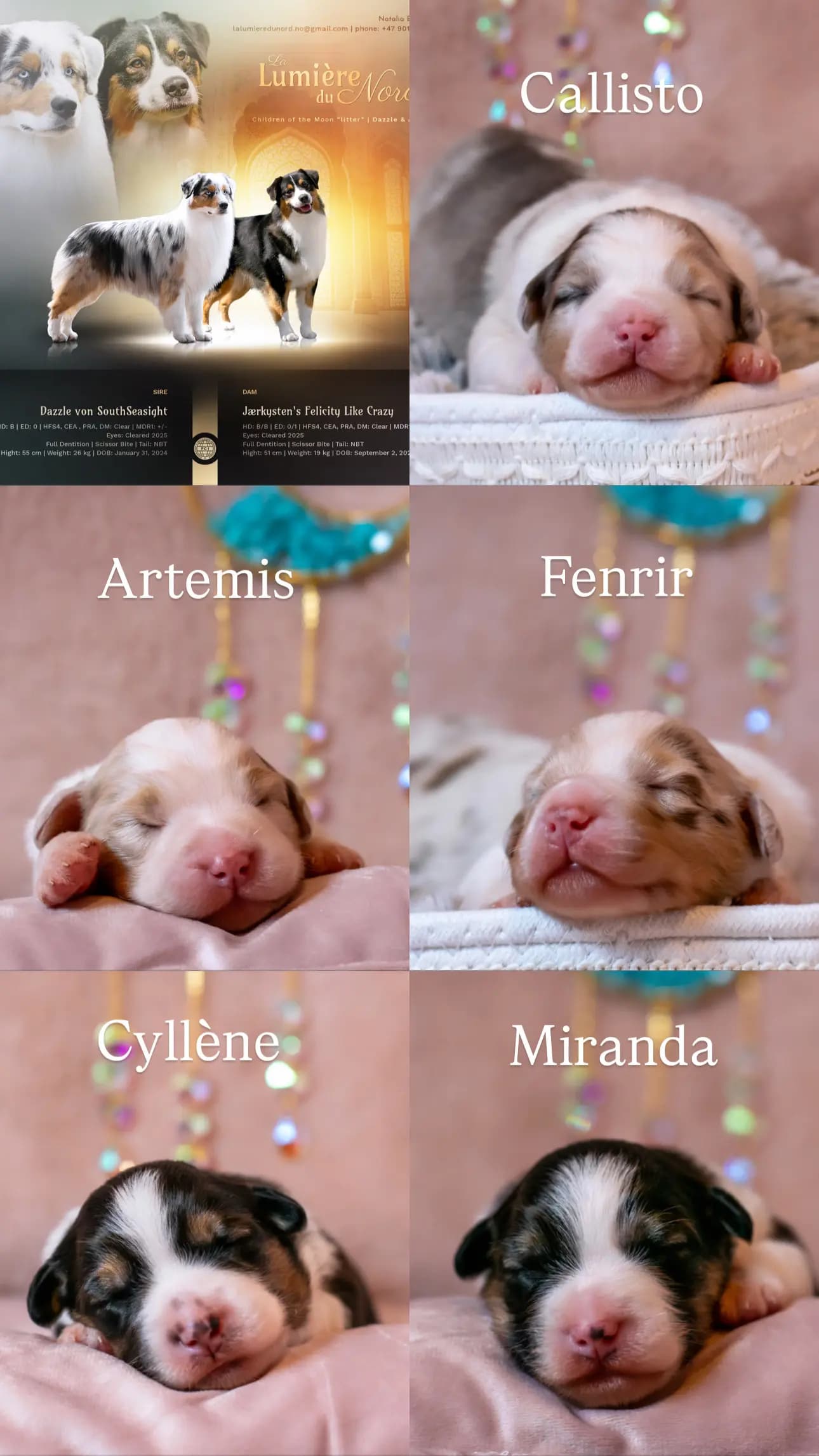 5 Valper - Australian Shepherd