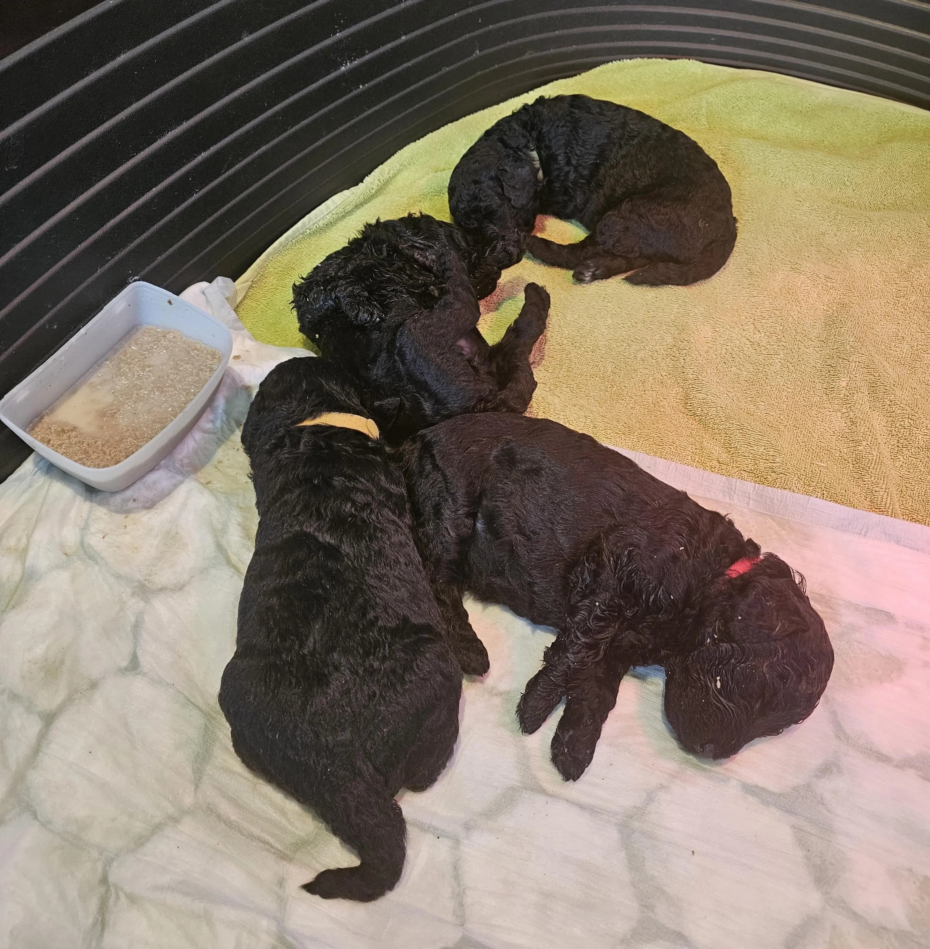 4 Valper - Mellompuddel