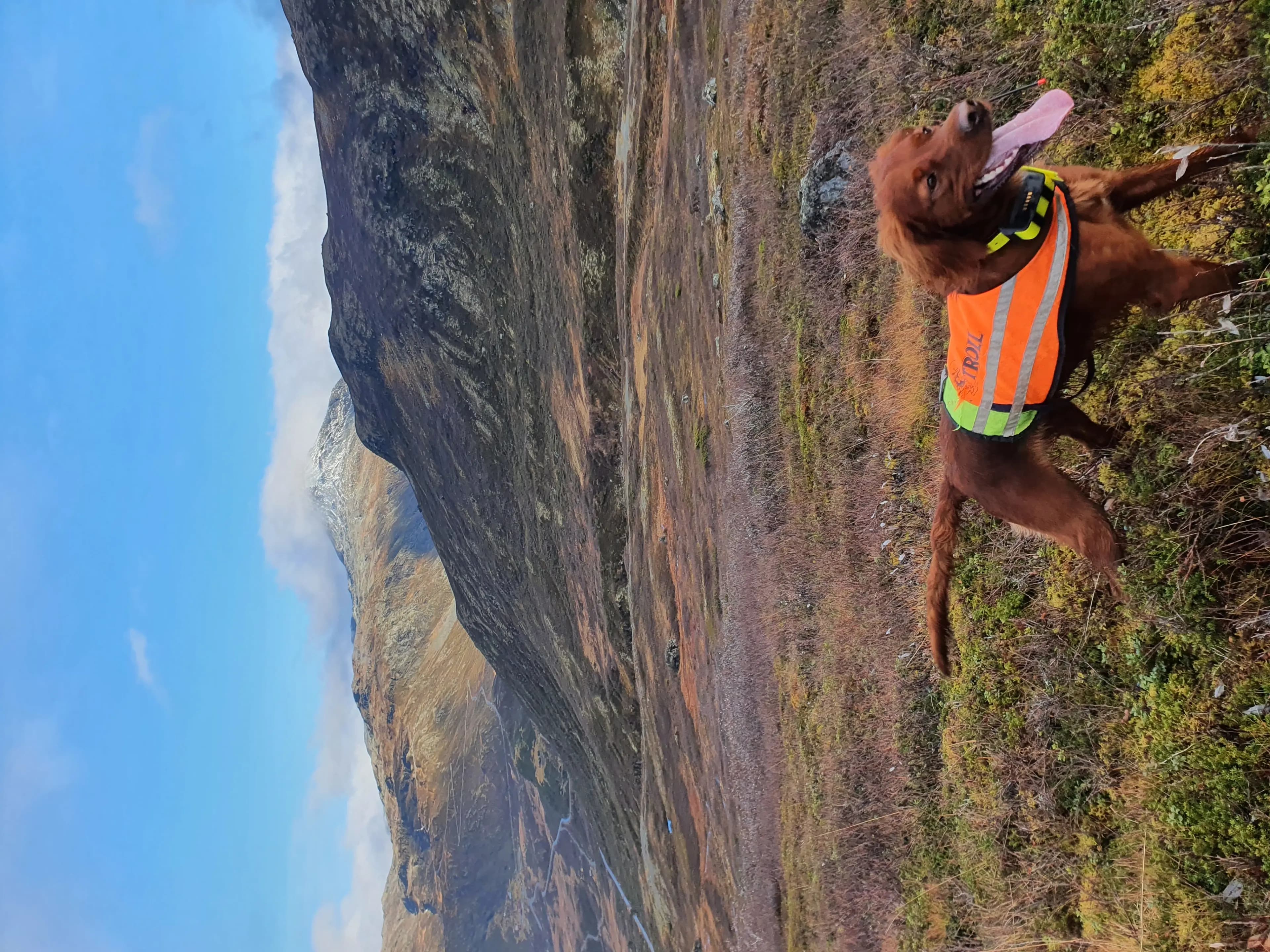 6 Valper - Irsk Setter