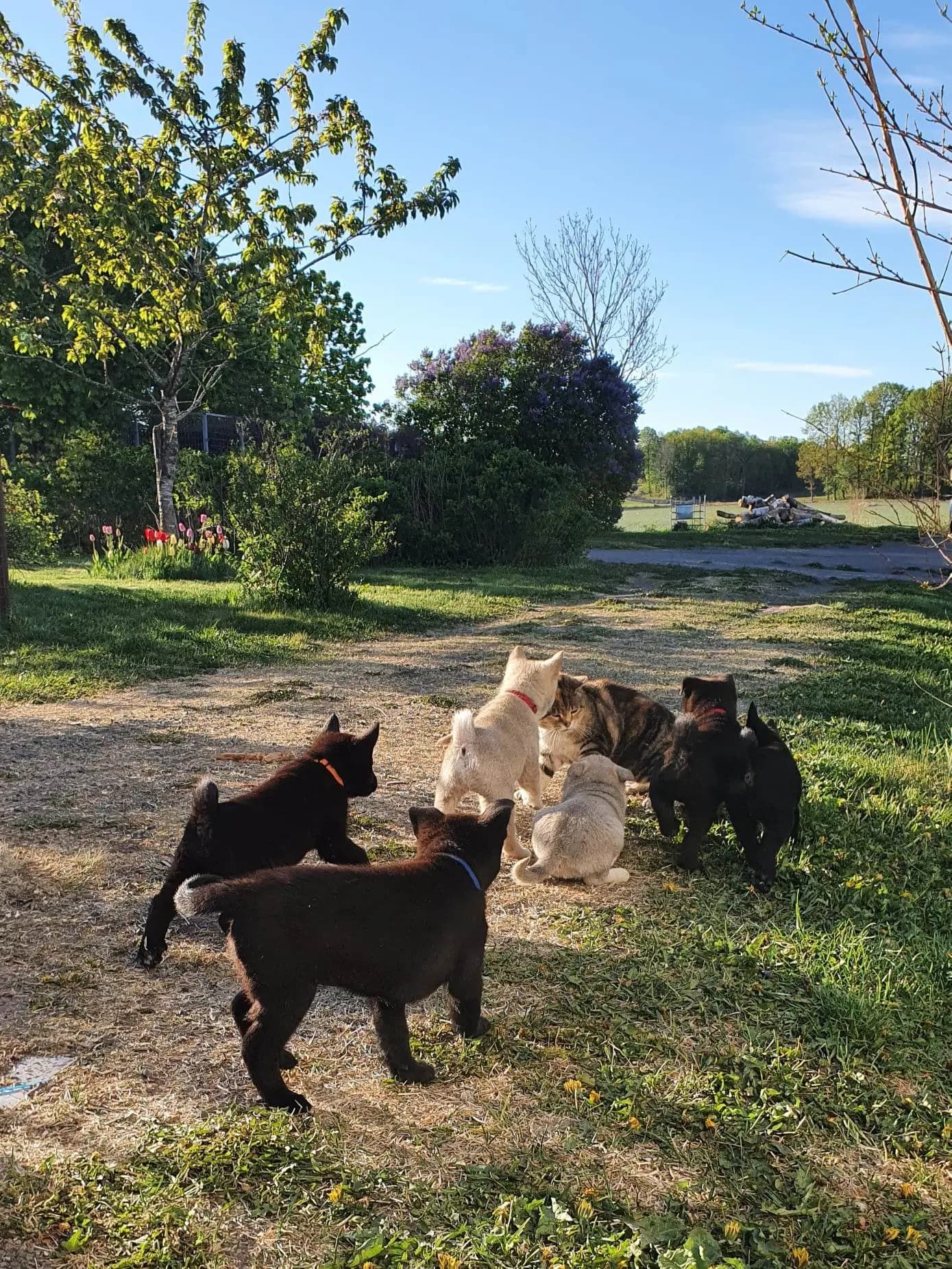 7 Valper - Norsk Buhund