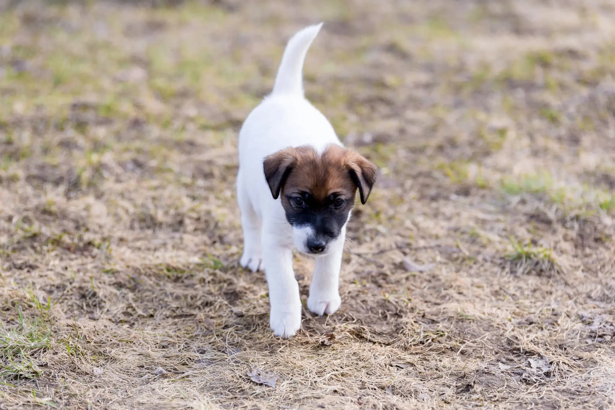 5 Valper - Fox Terrier Glatthåret
