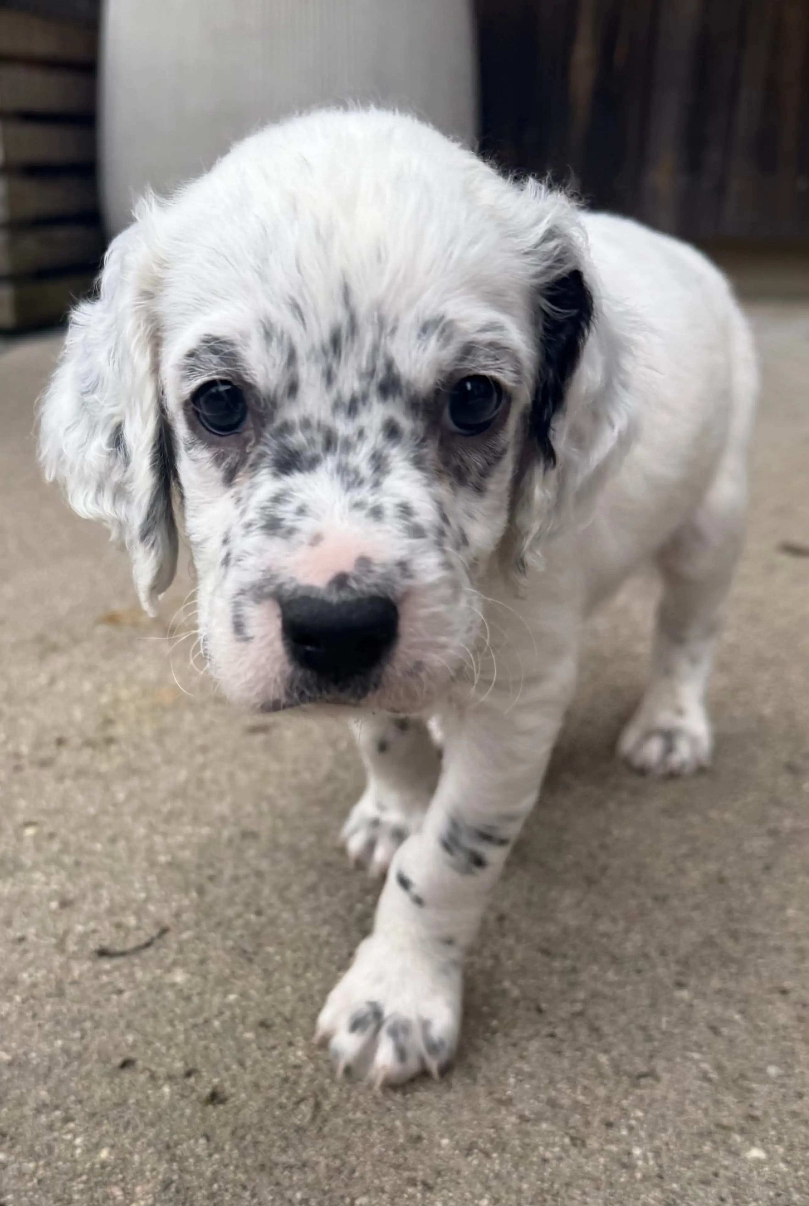 10 Valper - Engelsk Setter