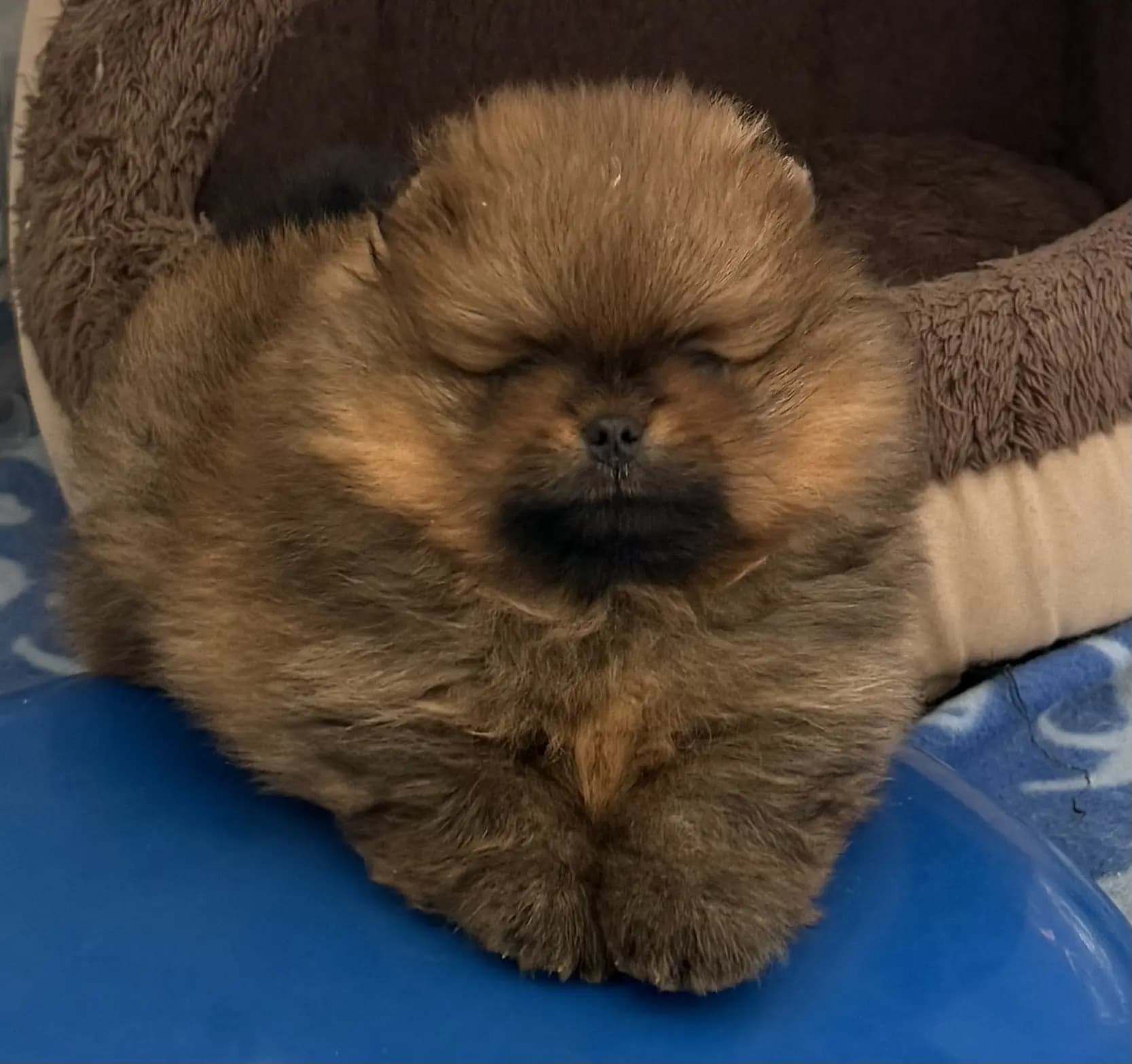 1 Valper - Pomeranian