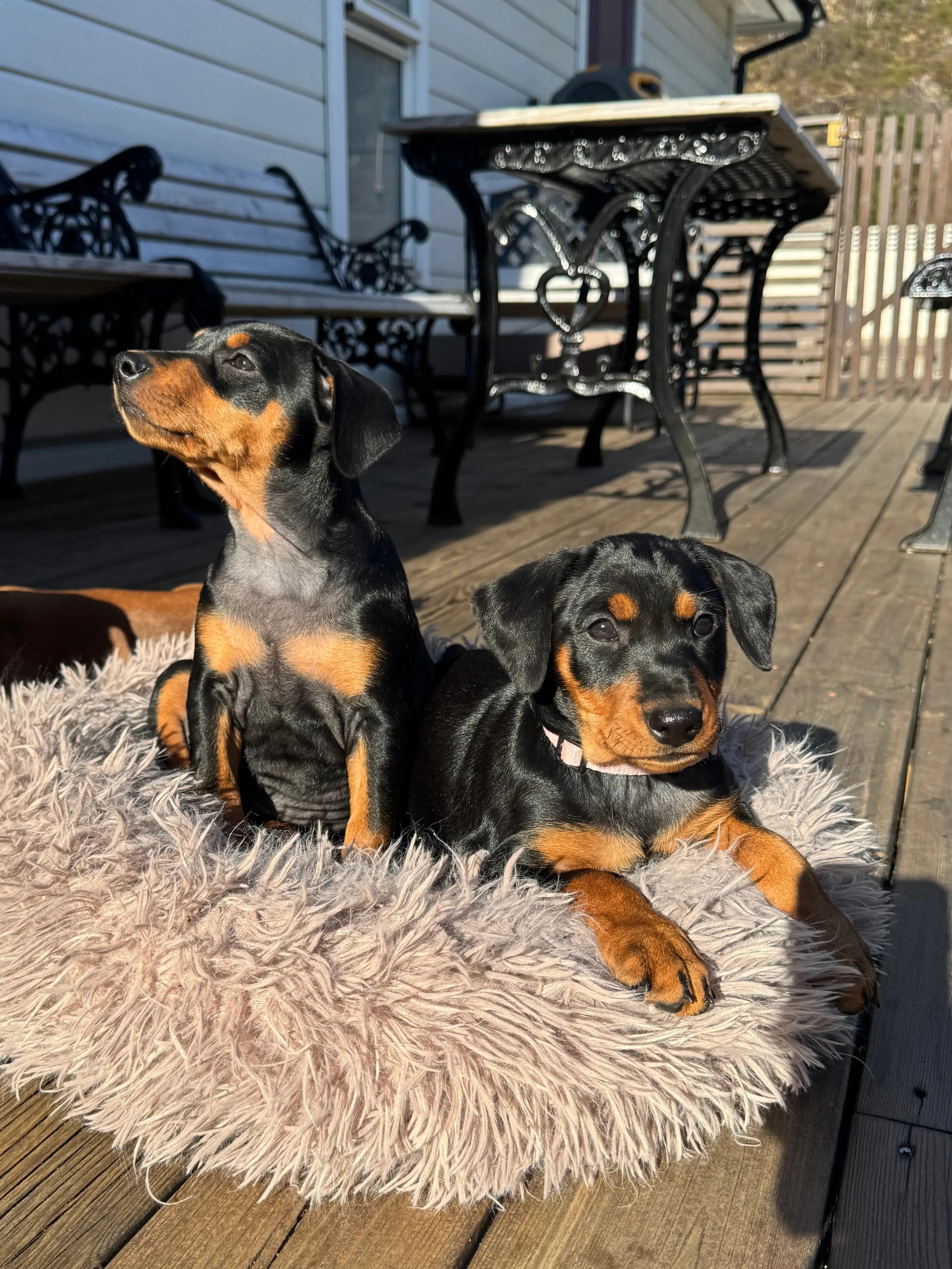 9 Valper - Pinscher