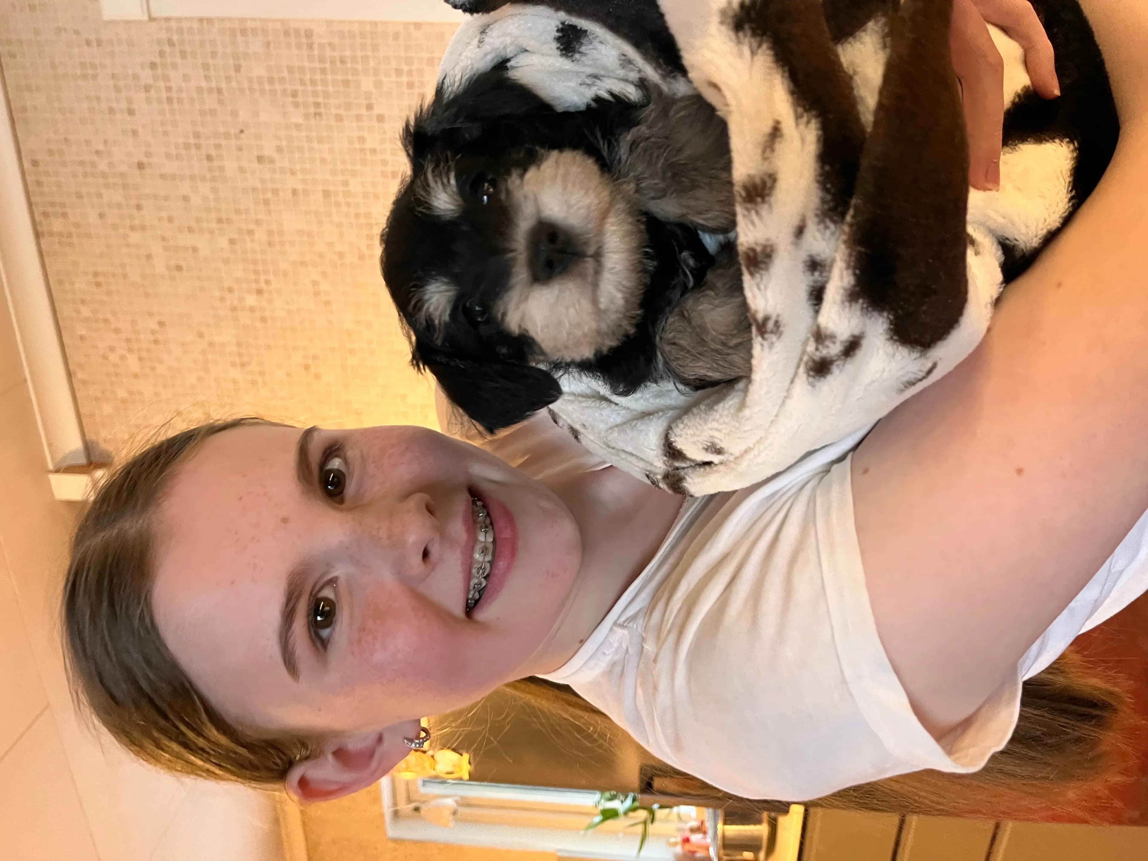3 Valper - Dvergschnauzer Sort/silver
