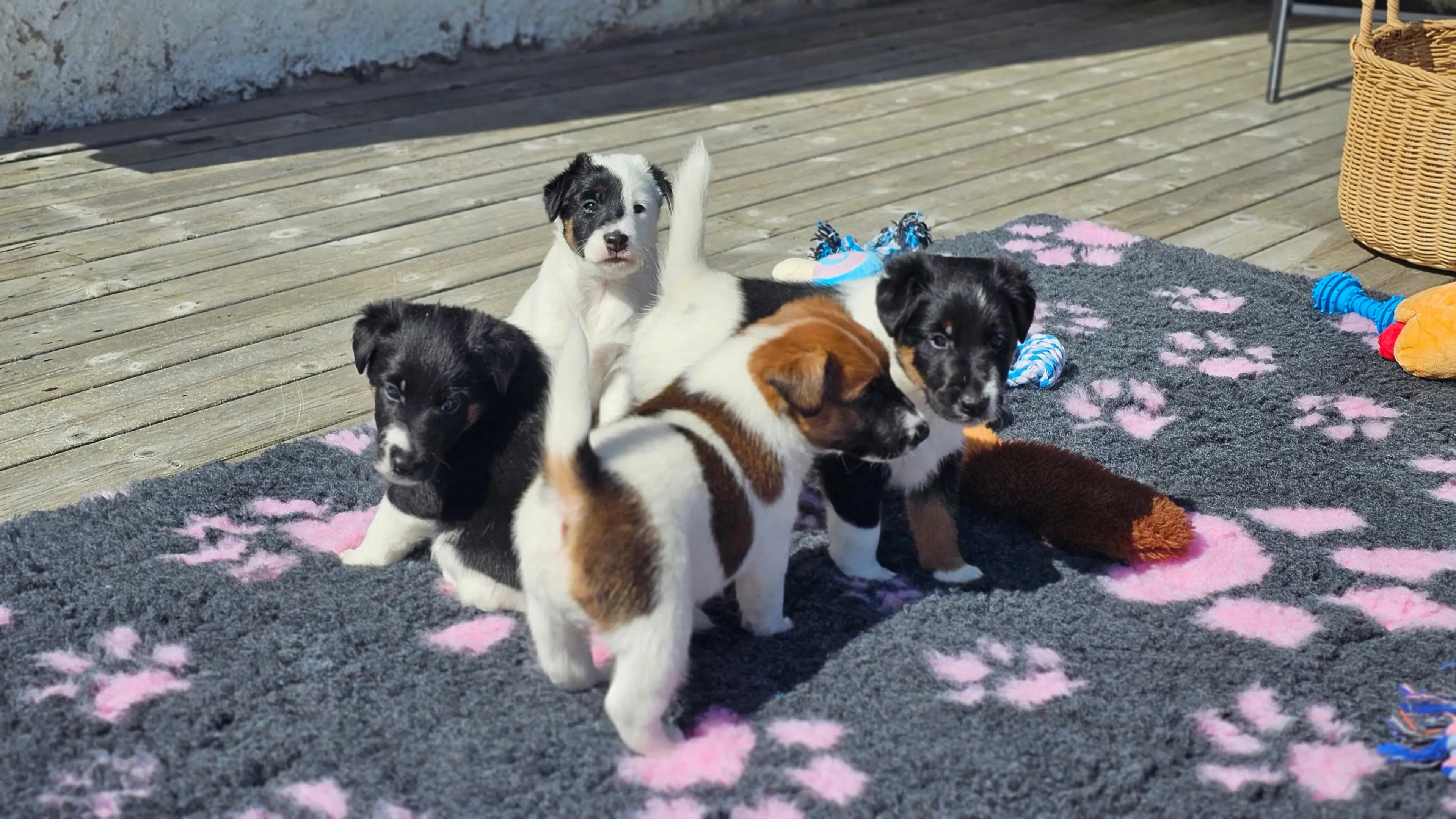 4 Valper - Fox Terrier Glatthåret
