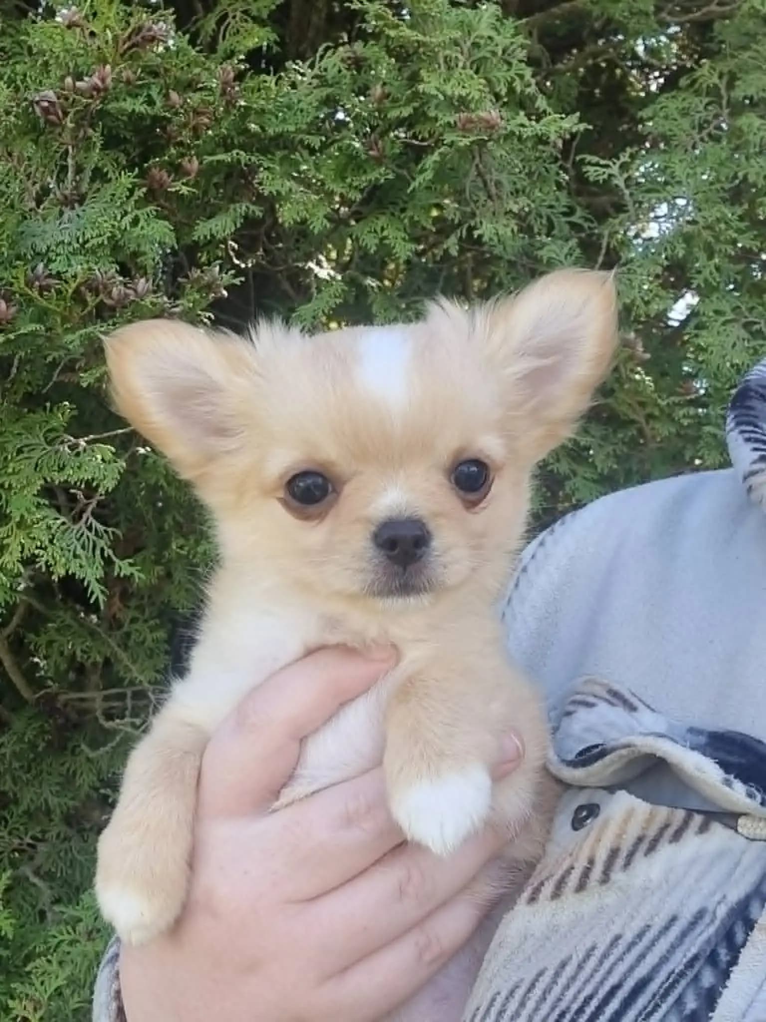4 Valper - Chihuahua Langhåret