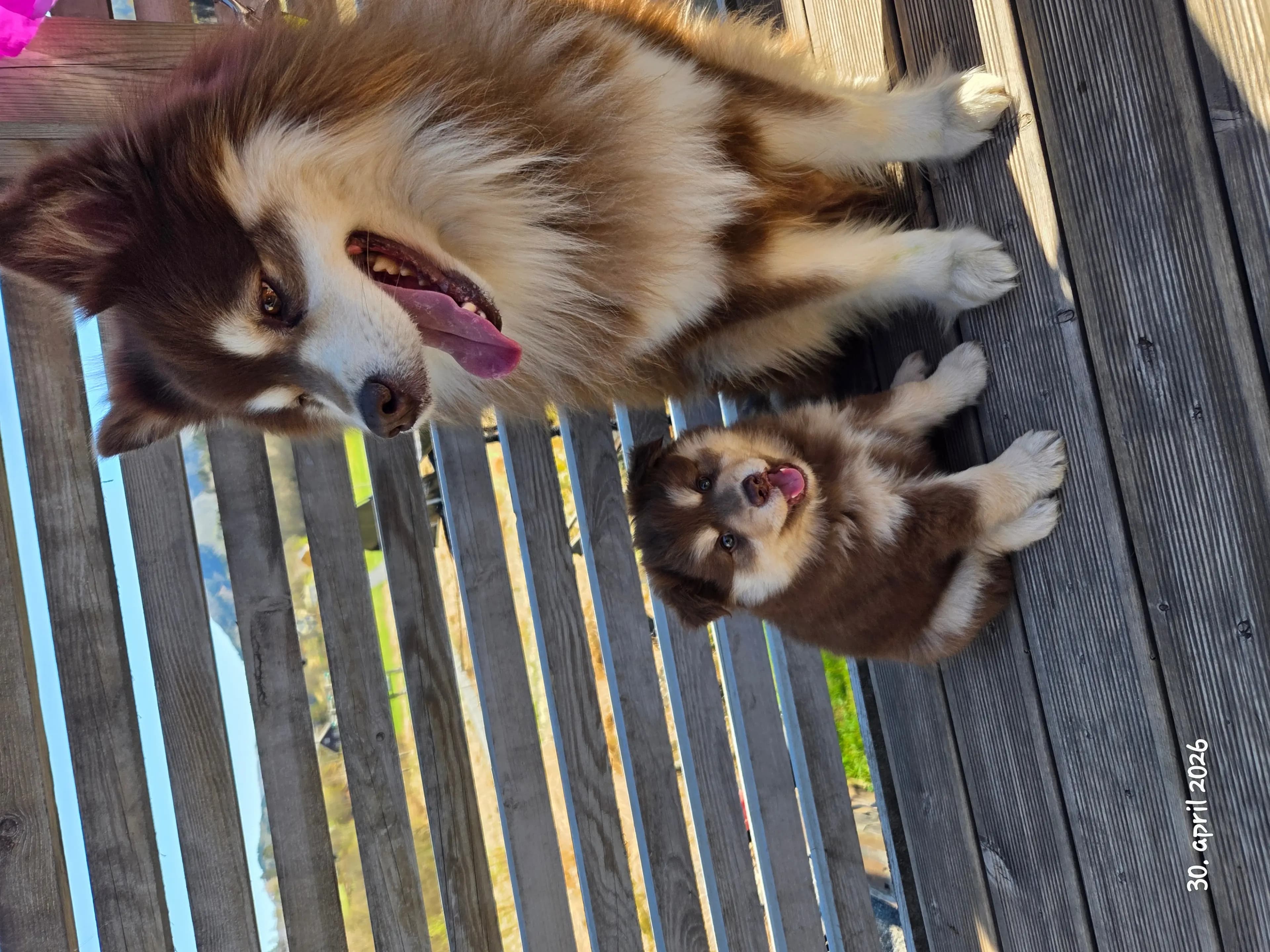 4 Valper - Finsk Lapphund