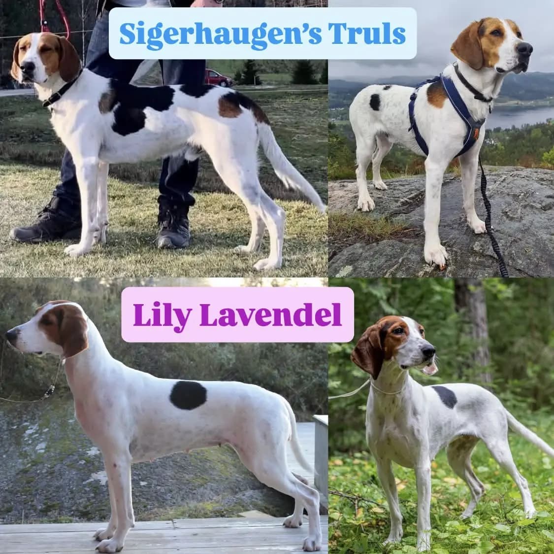 5 Valper - Haldenstøver