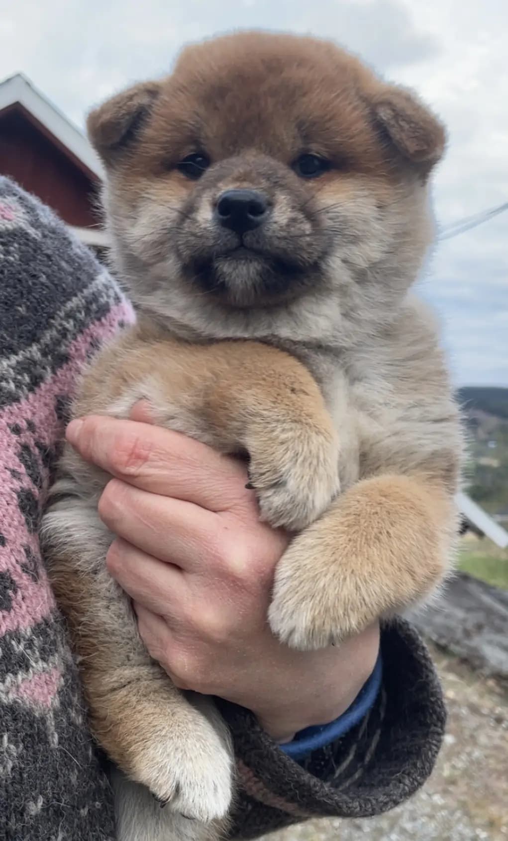 4 Valper - Shiba