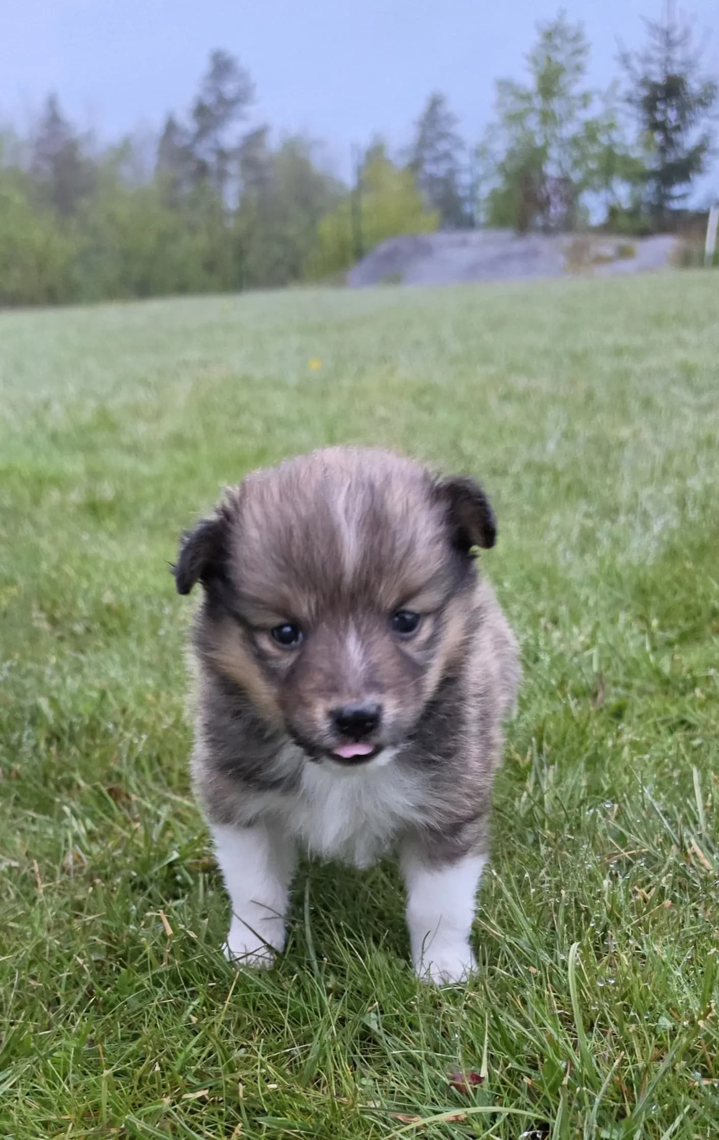 2 Valper - Shetland Sheepdog