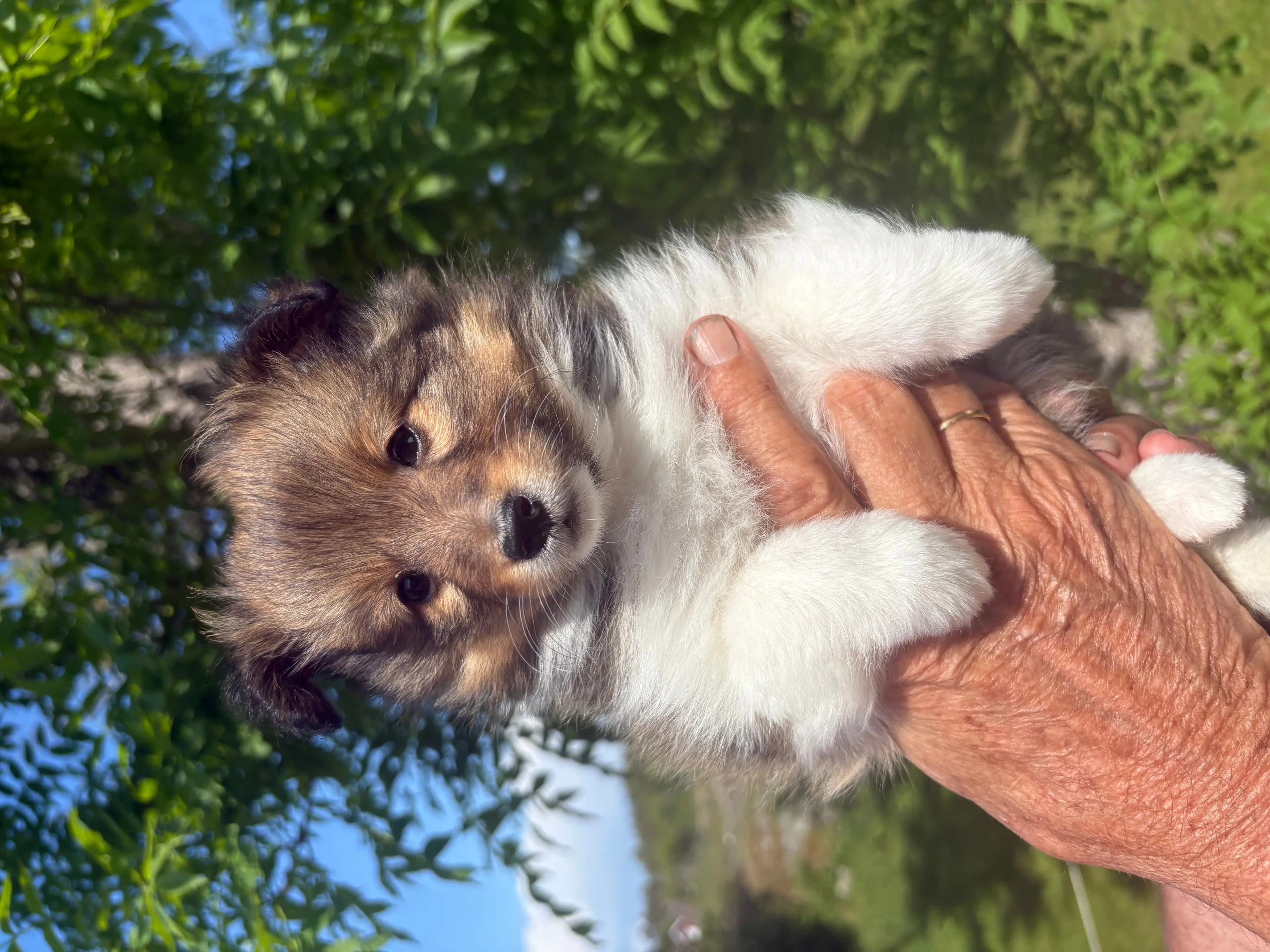 4 Valper - Shetland Sheepdog