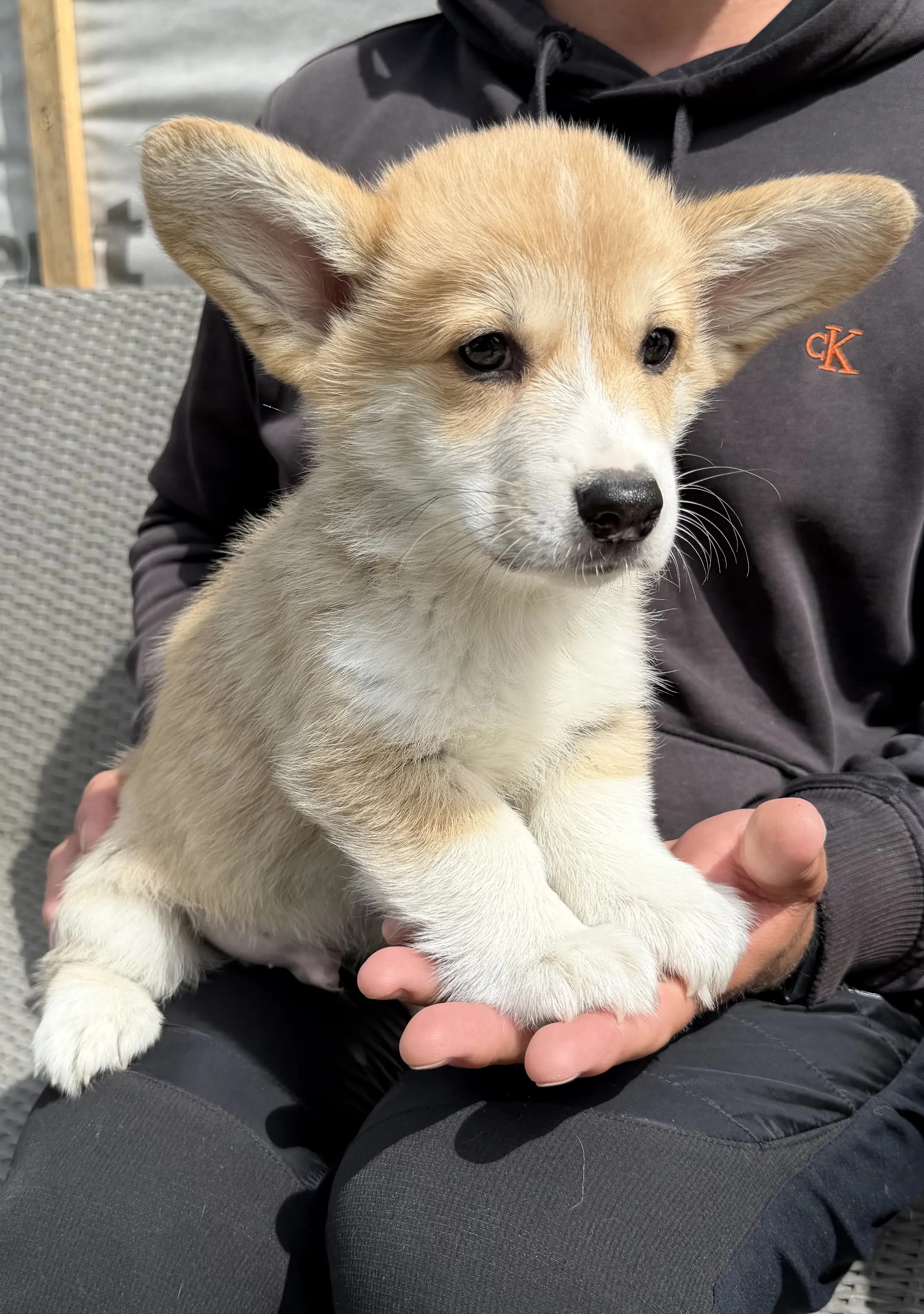5 Valper - Welsh Corgi Pembroke