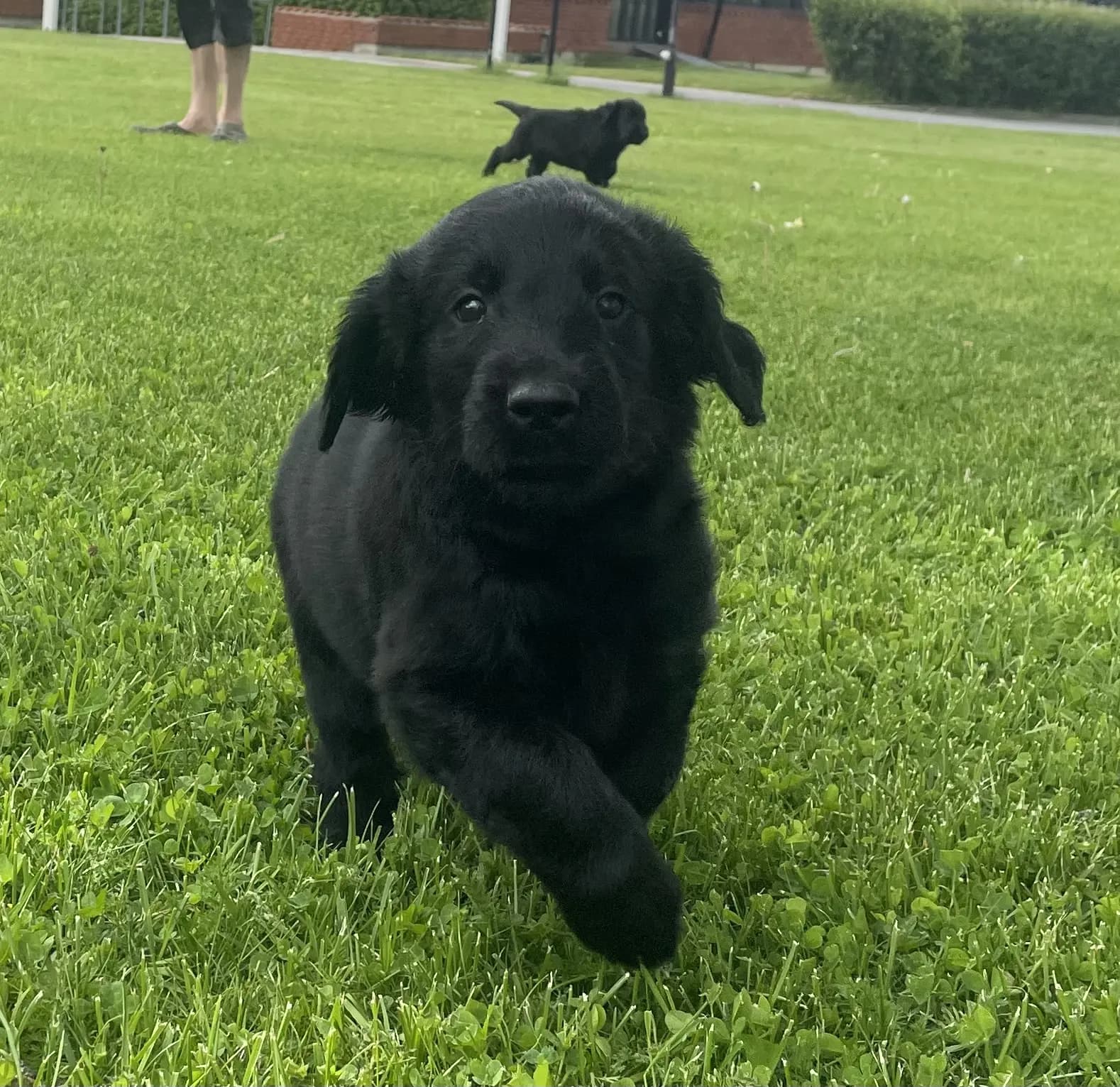 11 Valper - Flat Coated Retriever