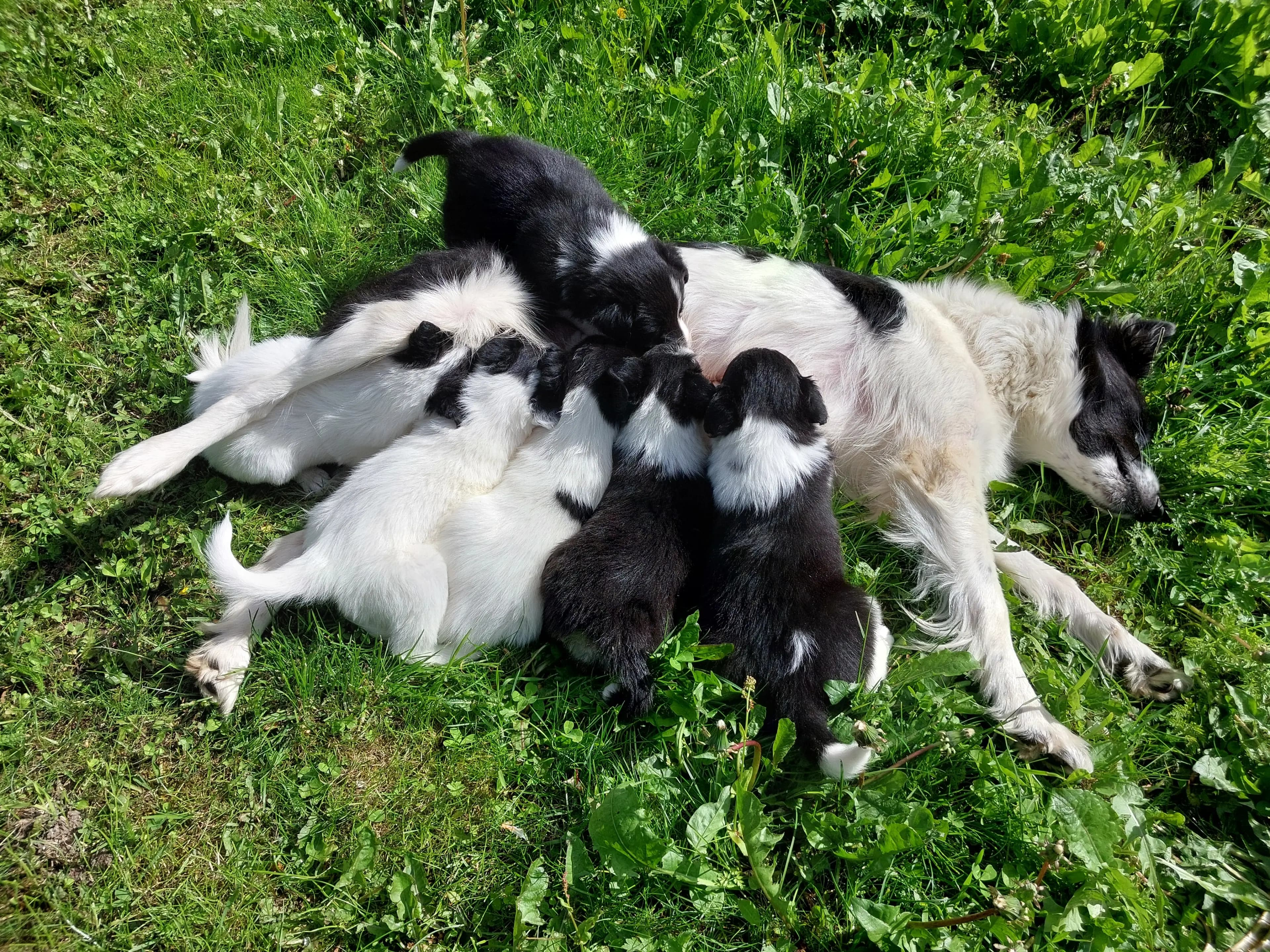 6 Valper - Border Collie