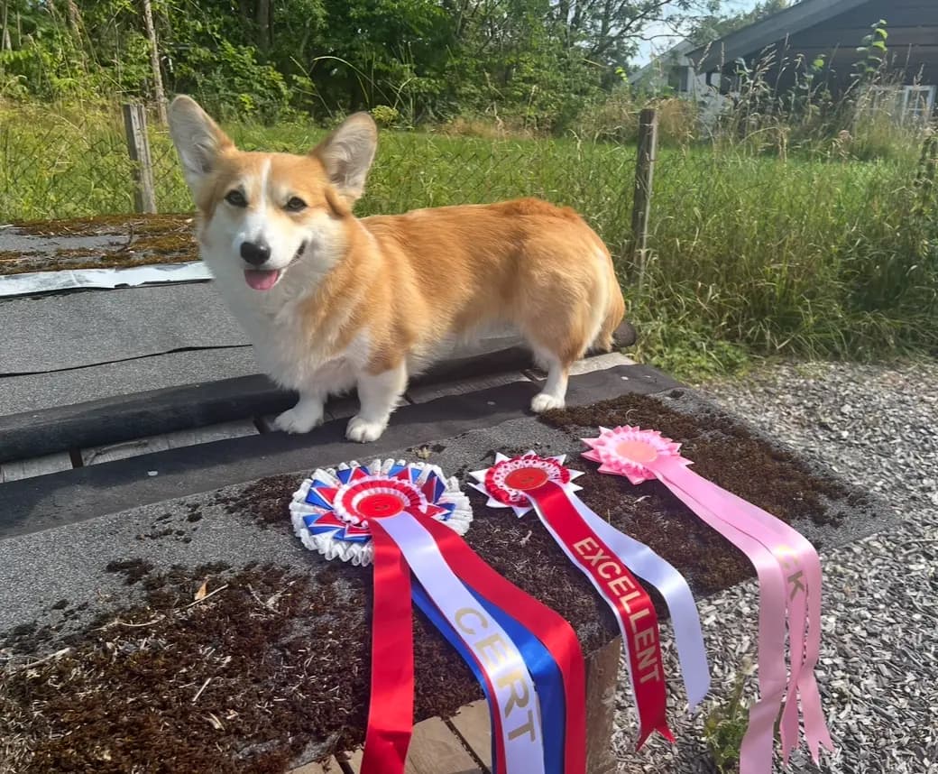 4 Valper - Welsh Corgi Pembroke