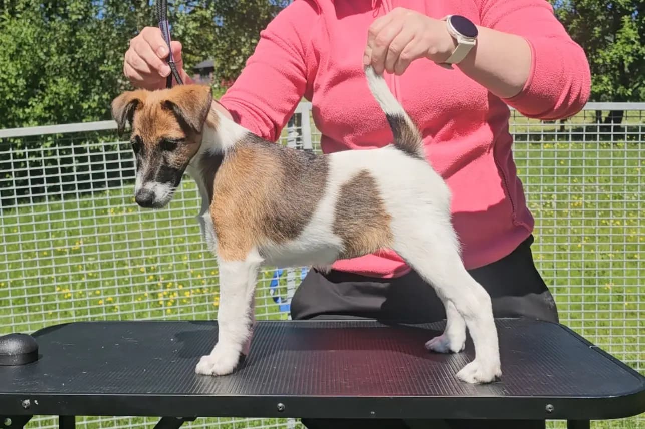4 Valper - Fox Terrier Glatthåret
