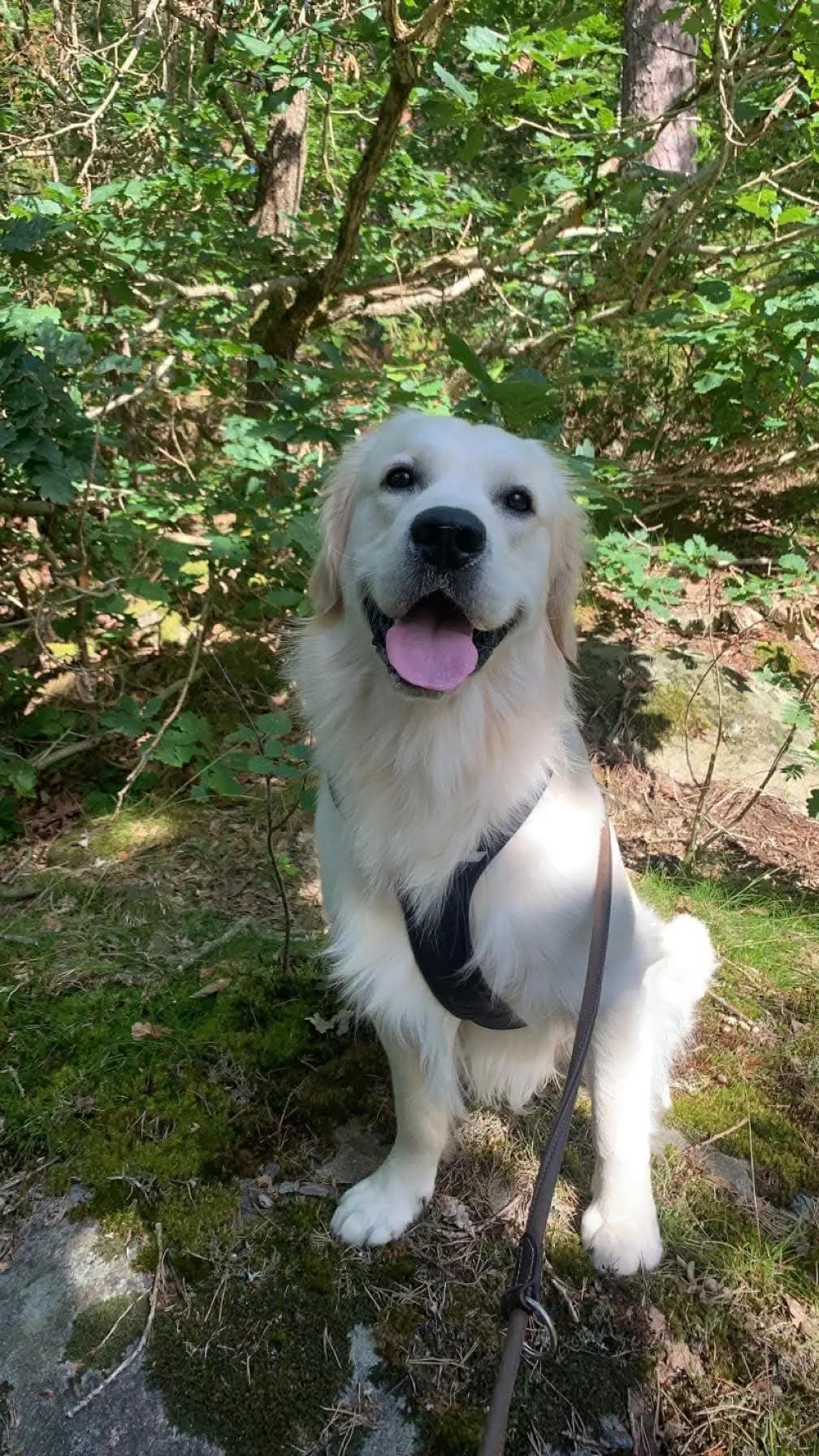6 Valper - Golden Retriever