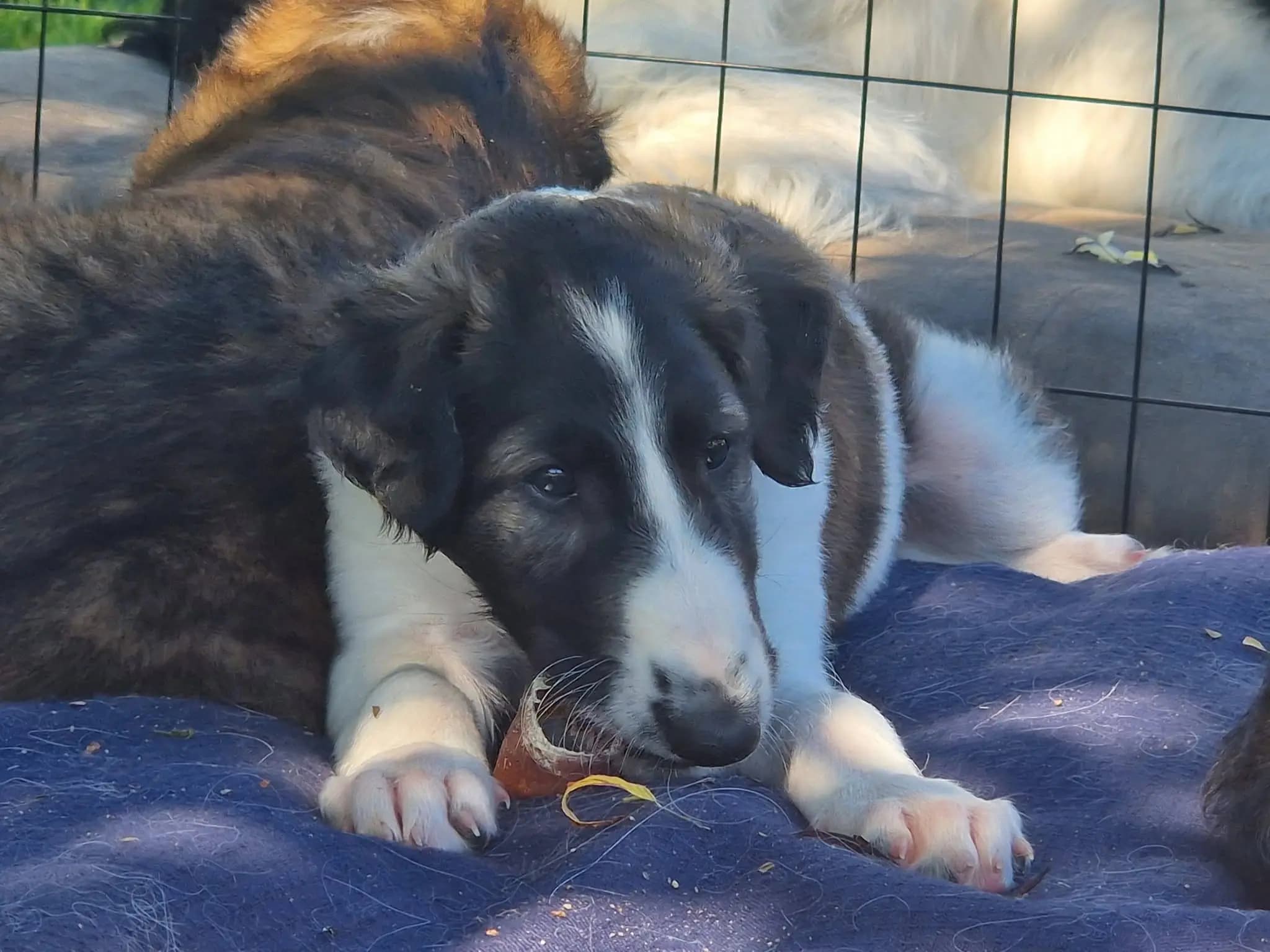 4 Valper - Borzoi