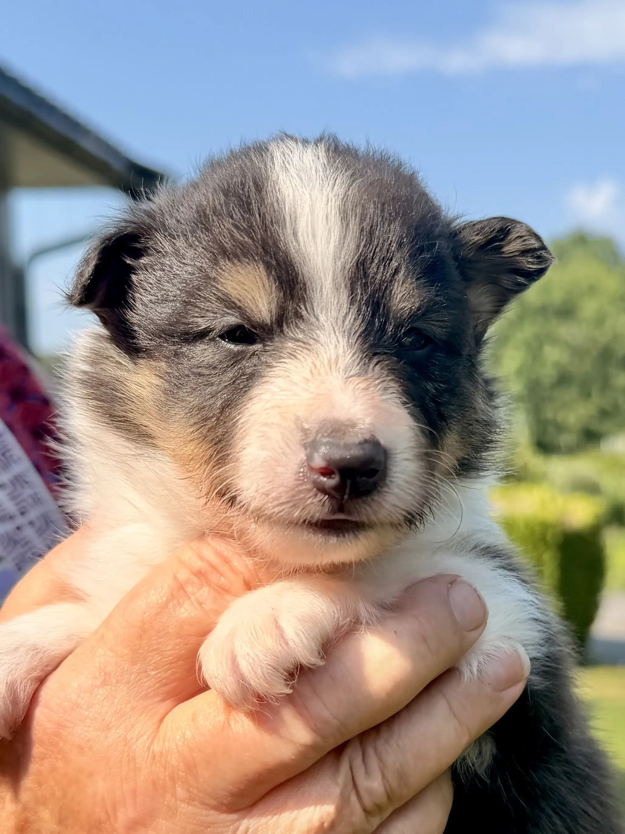 5 Valper - Shetland Sheepdog