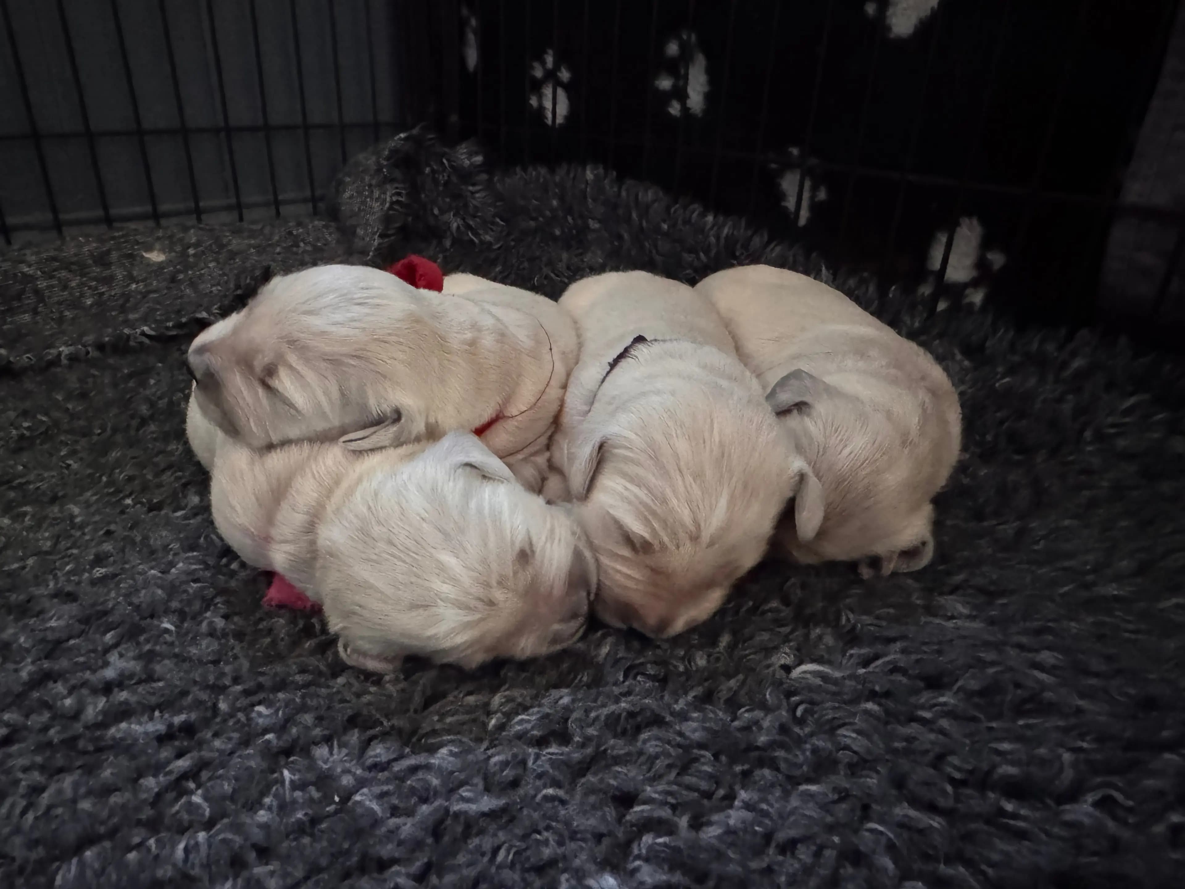 8 Valper - Golden Retriever