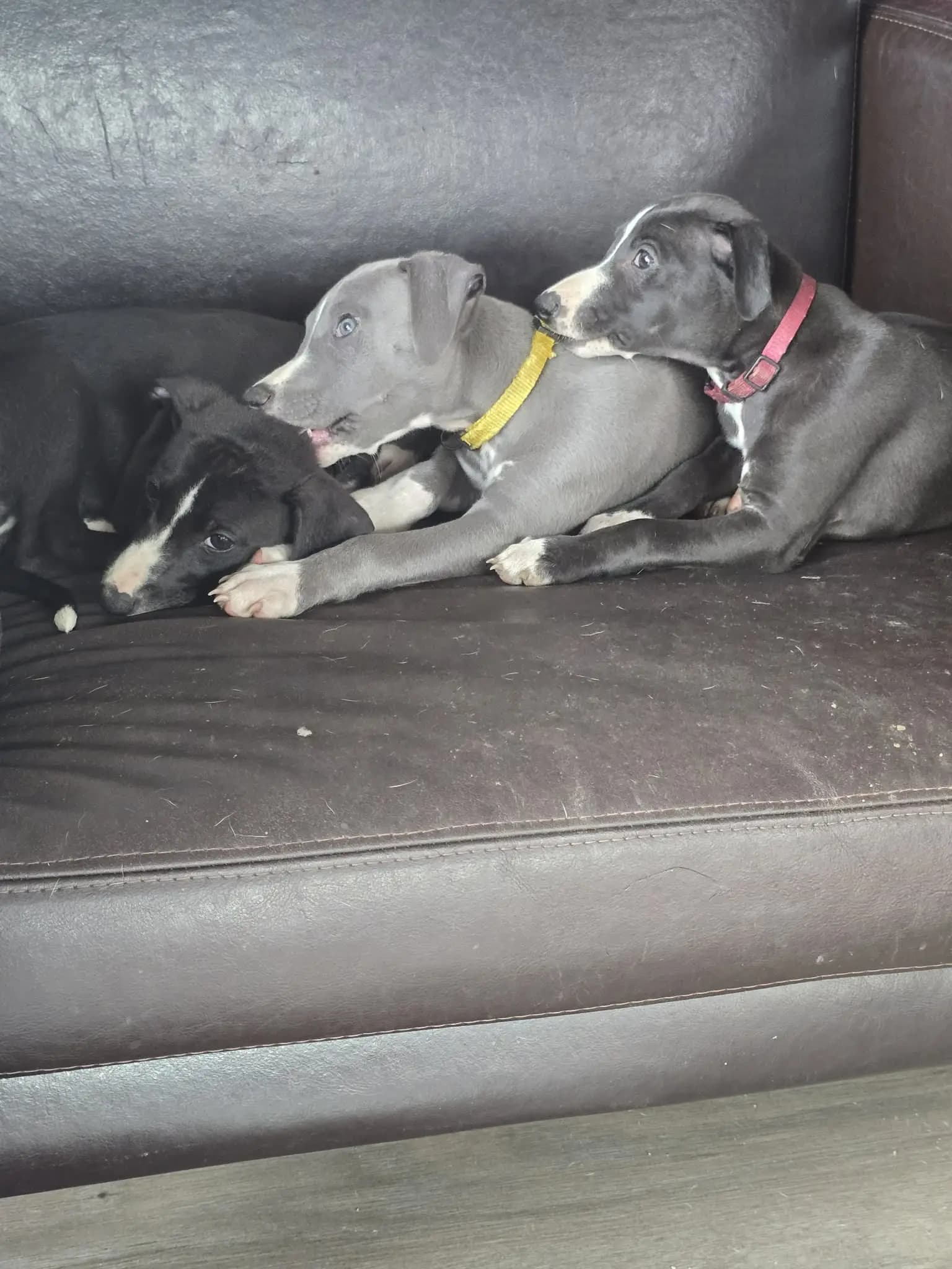 6 Valper - Whippet