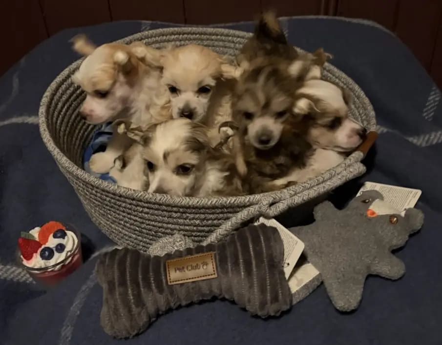 5 Valper - Chinese Crested