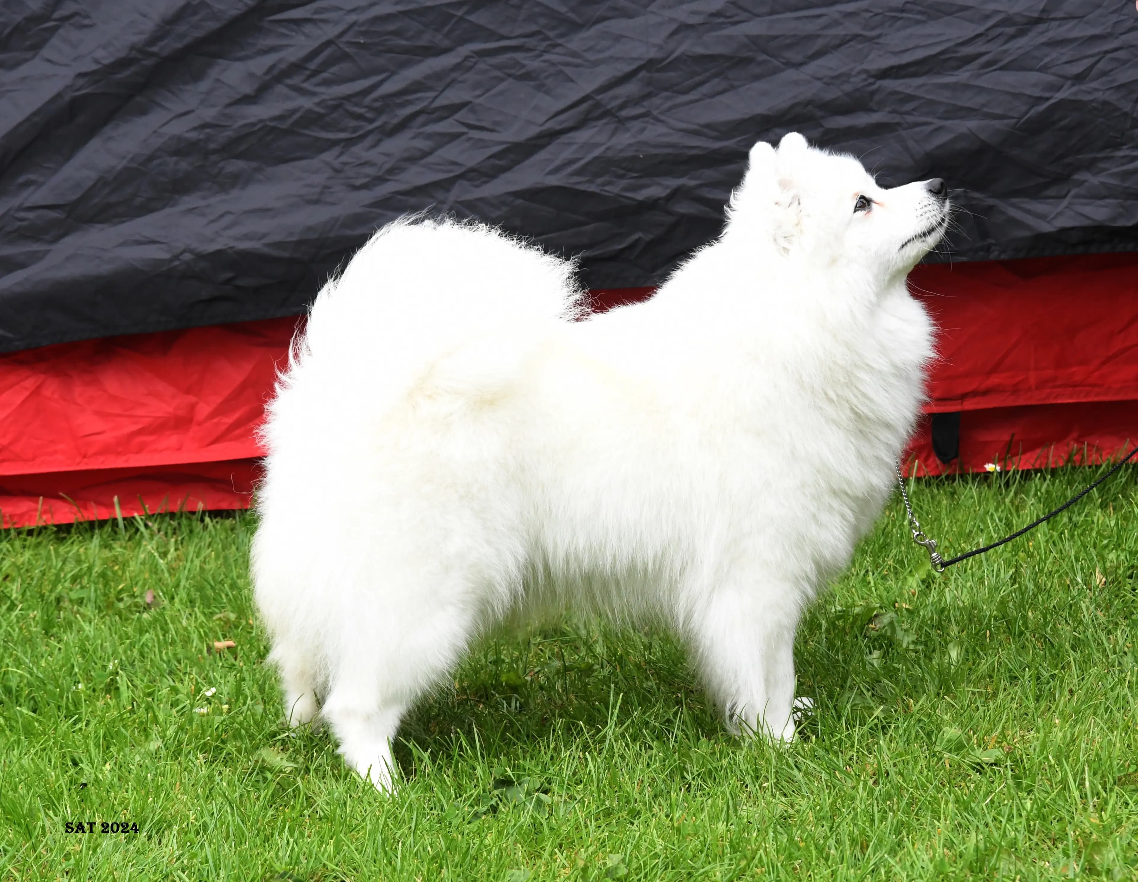 2 Valper - Japansk Spisshund
