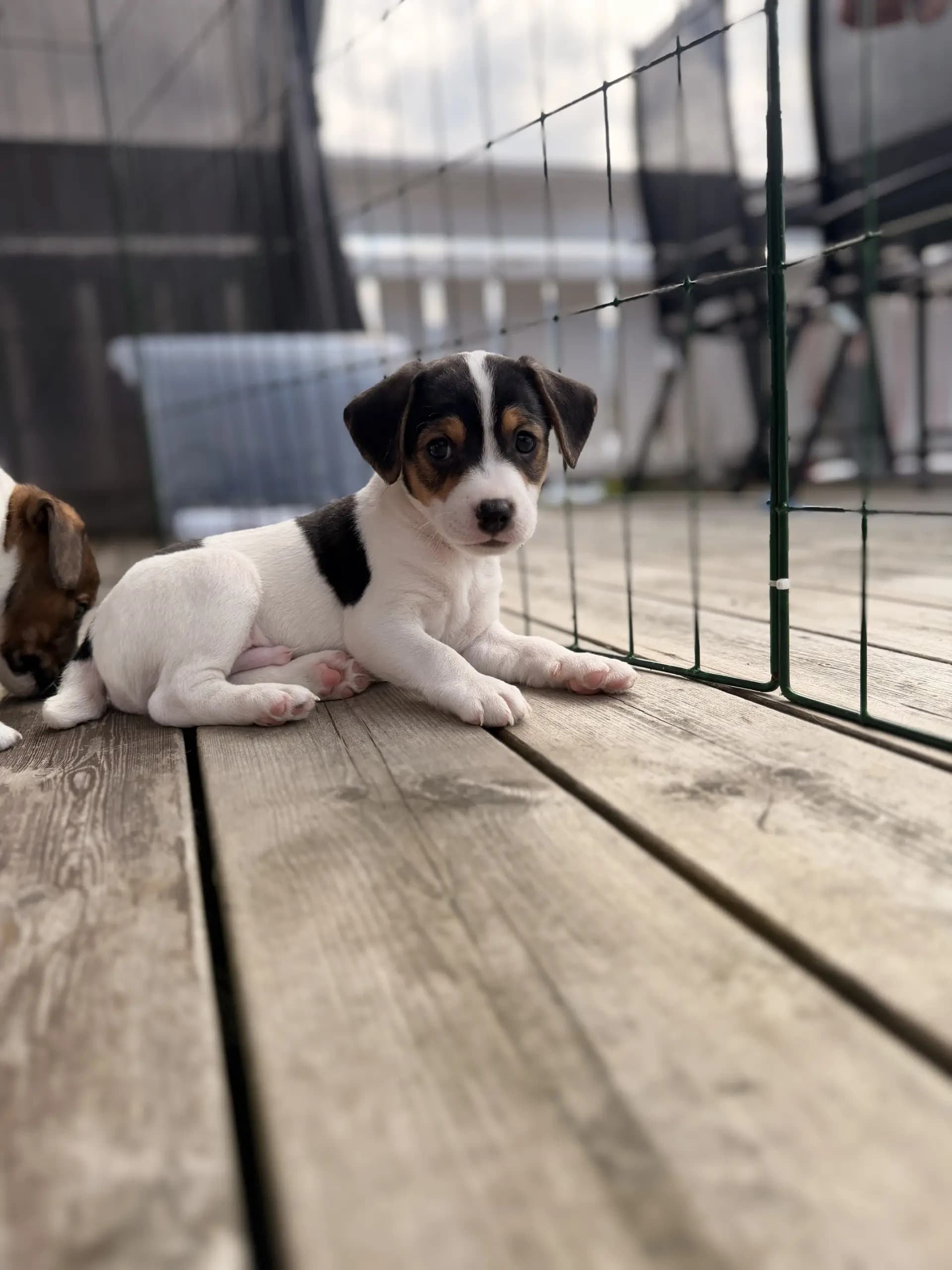3 Valper - Dansk-svensk Gårdshund