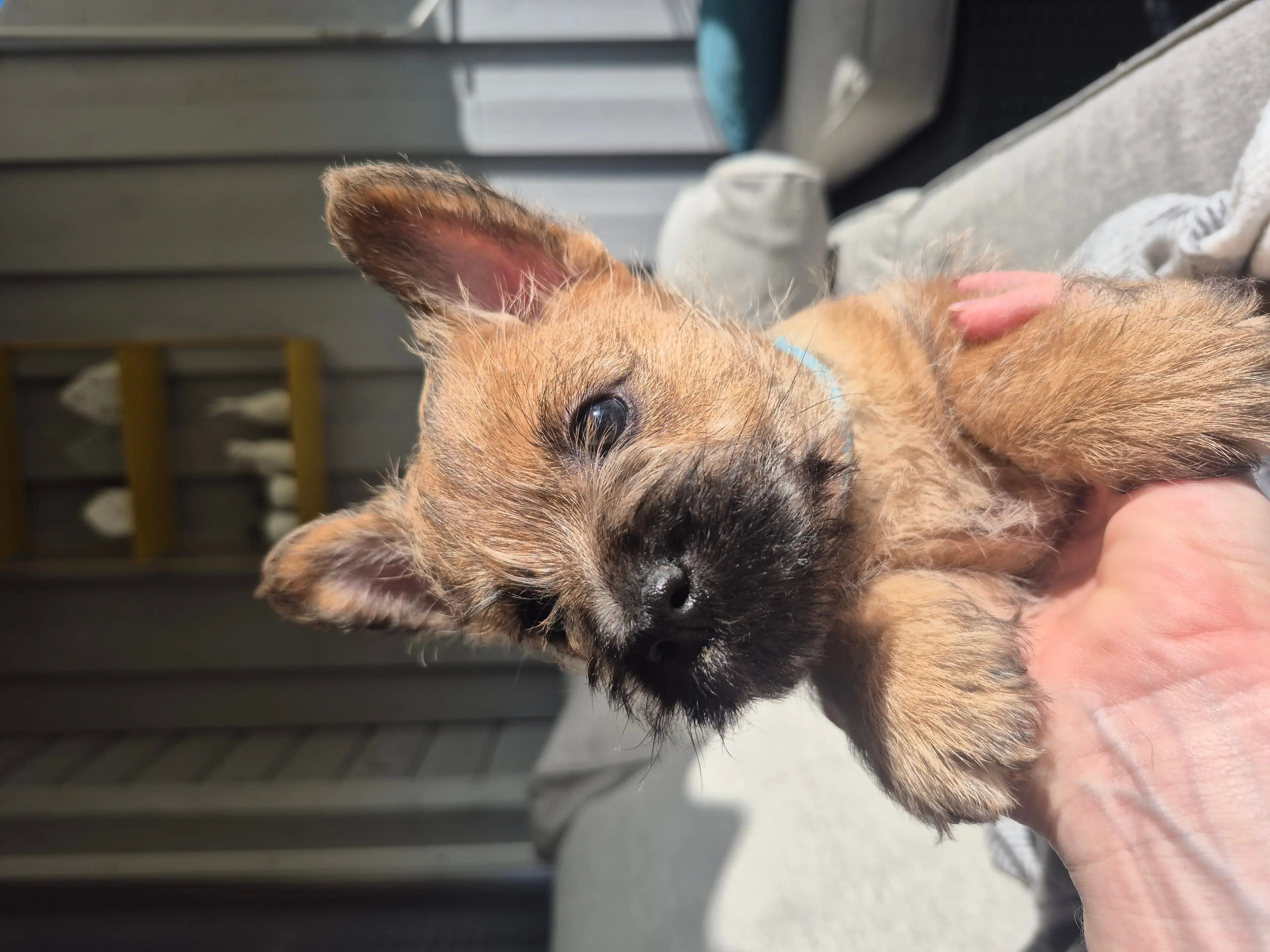 3 Valper - Cairn Terrier