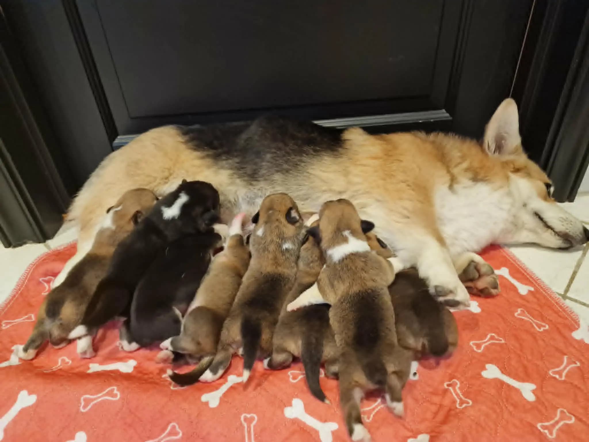 8 Valper - Welsh Corgi Pembroke