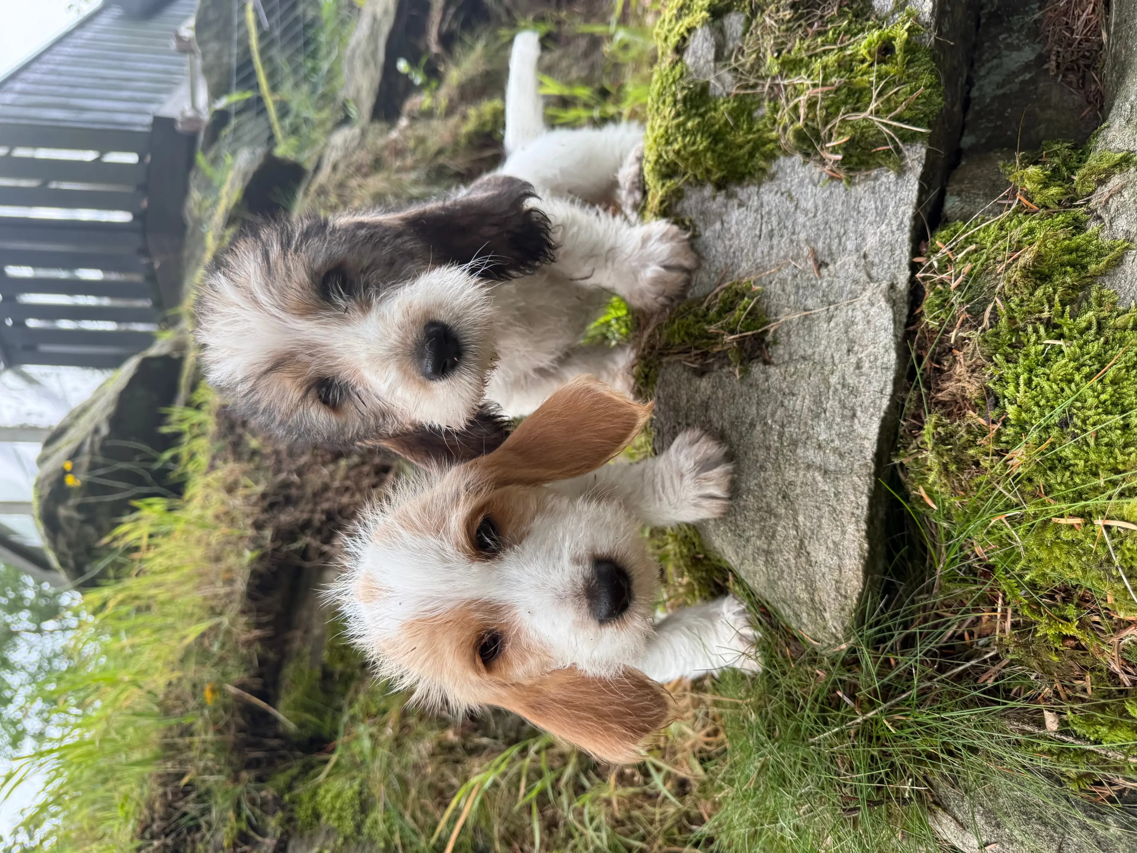 7 Valper - Petit Basset Griffon Vendeen