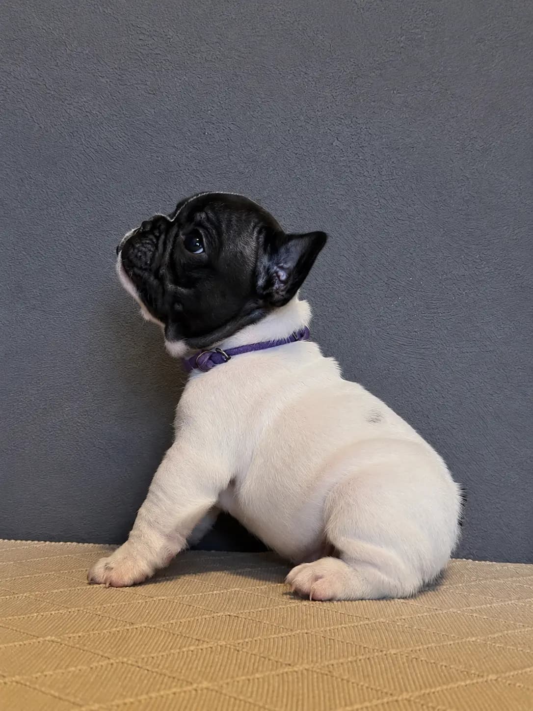 4 Valper - Fransk Bulldog