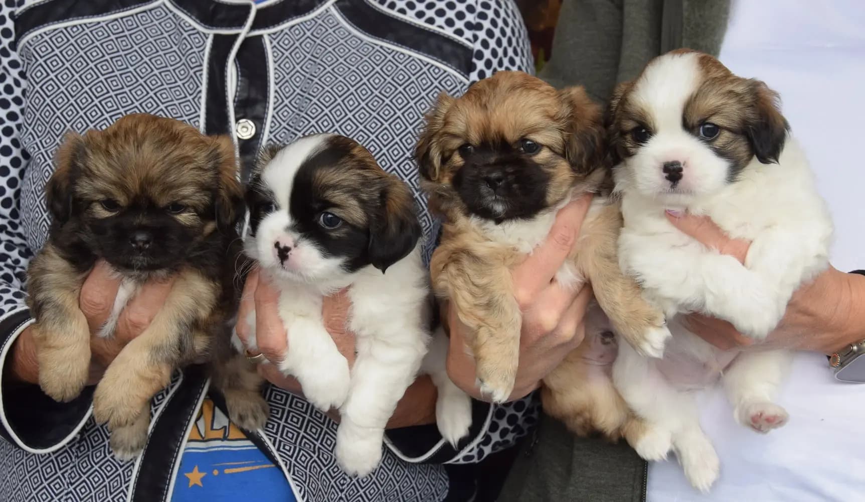 4 Valper - Tibetansk Spaniel