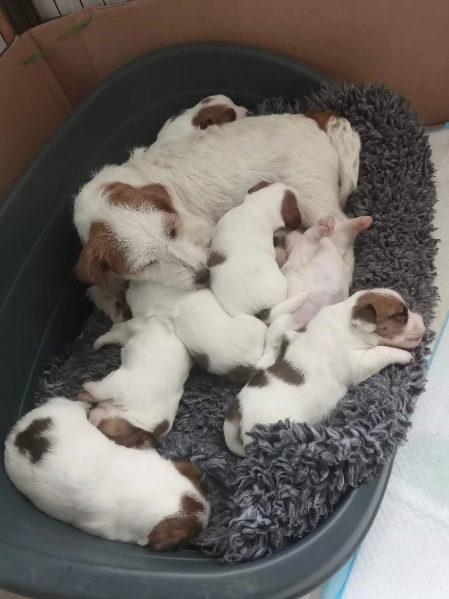 7 Valper - Jack Russell Terrier