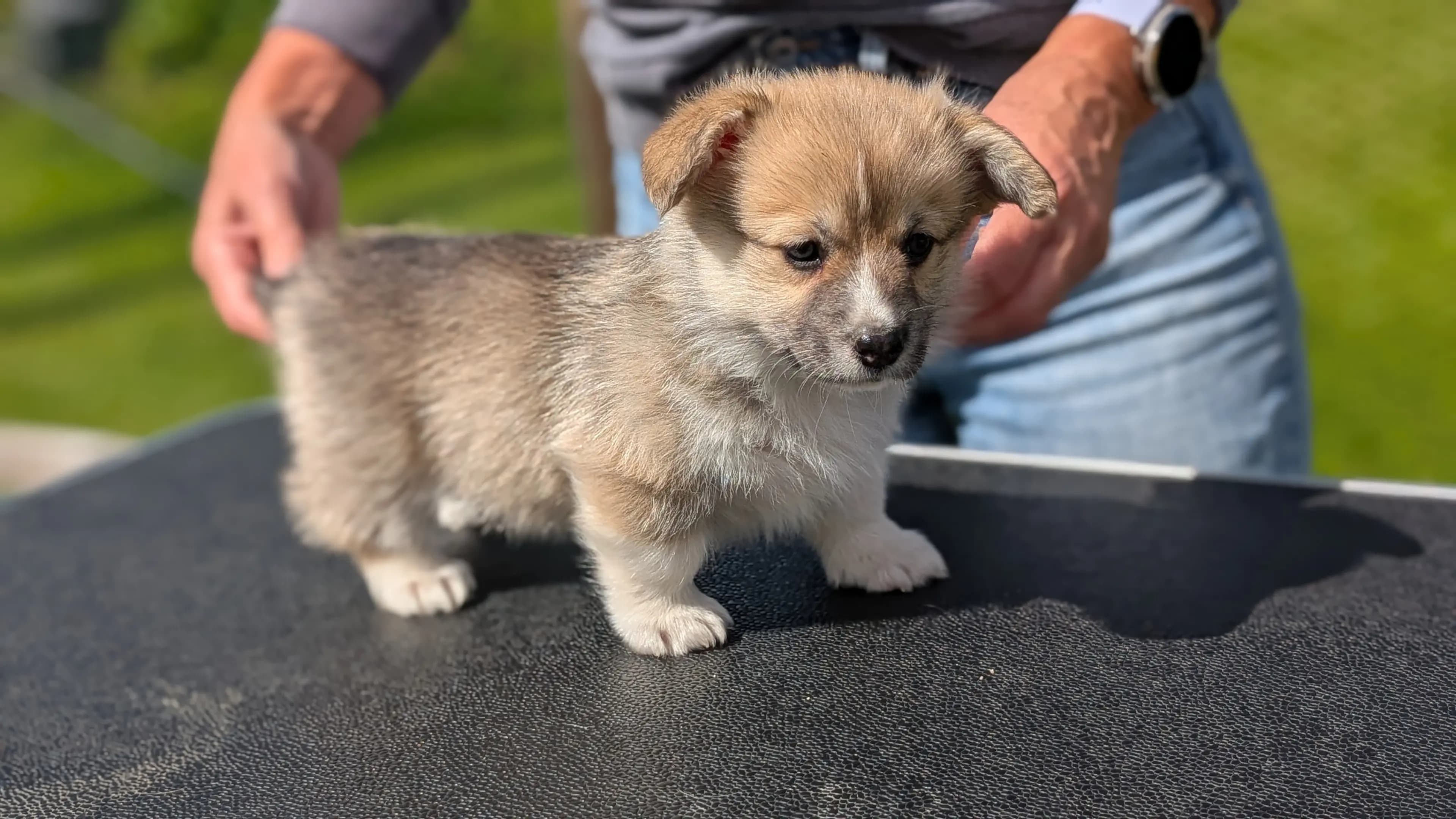 5 Valper - Welsh Corgi Pembroke